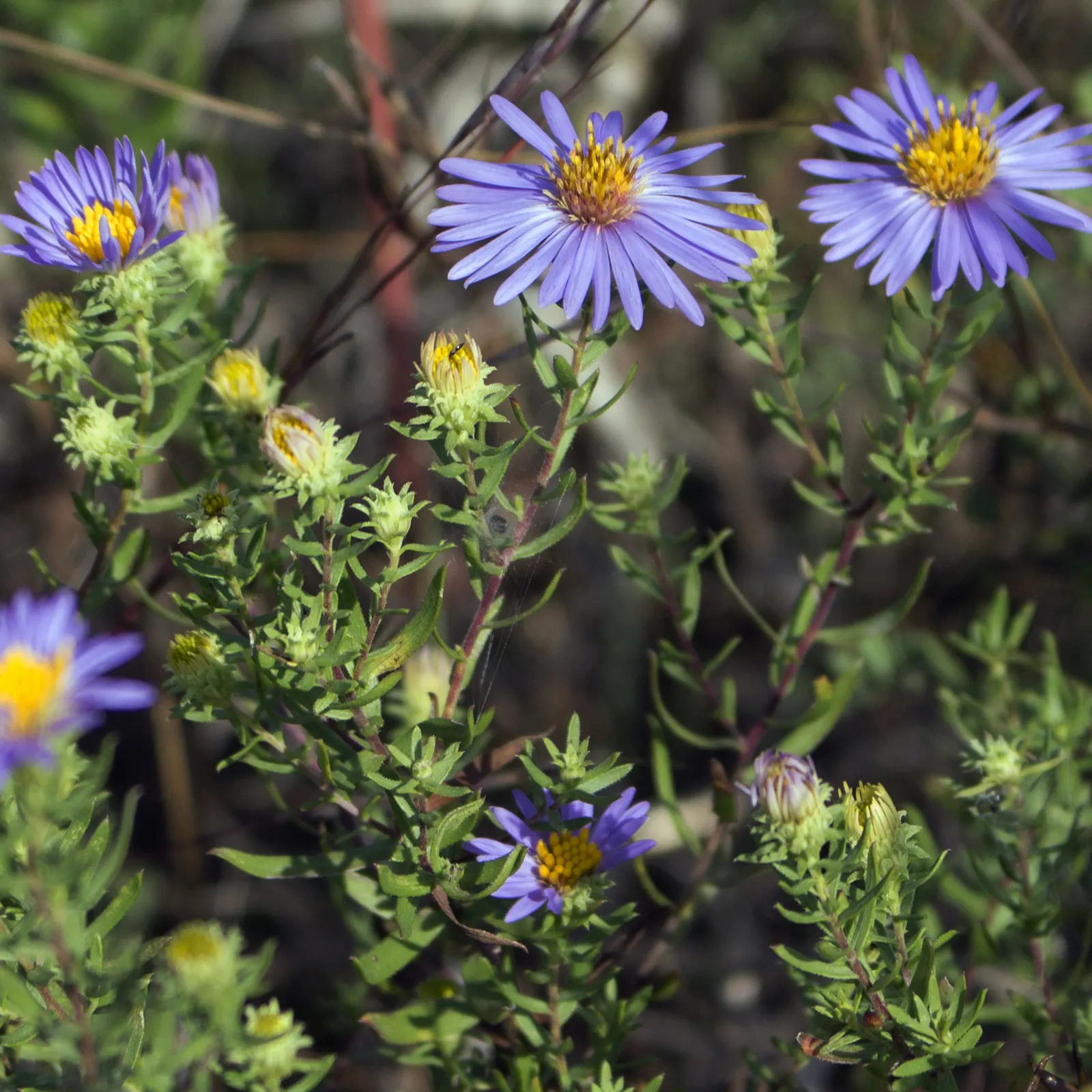 Aromatic Aster (Symphyotrichum Oblongifolium) — flourishing in full sun and well-drained soils