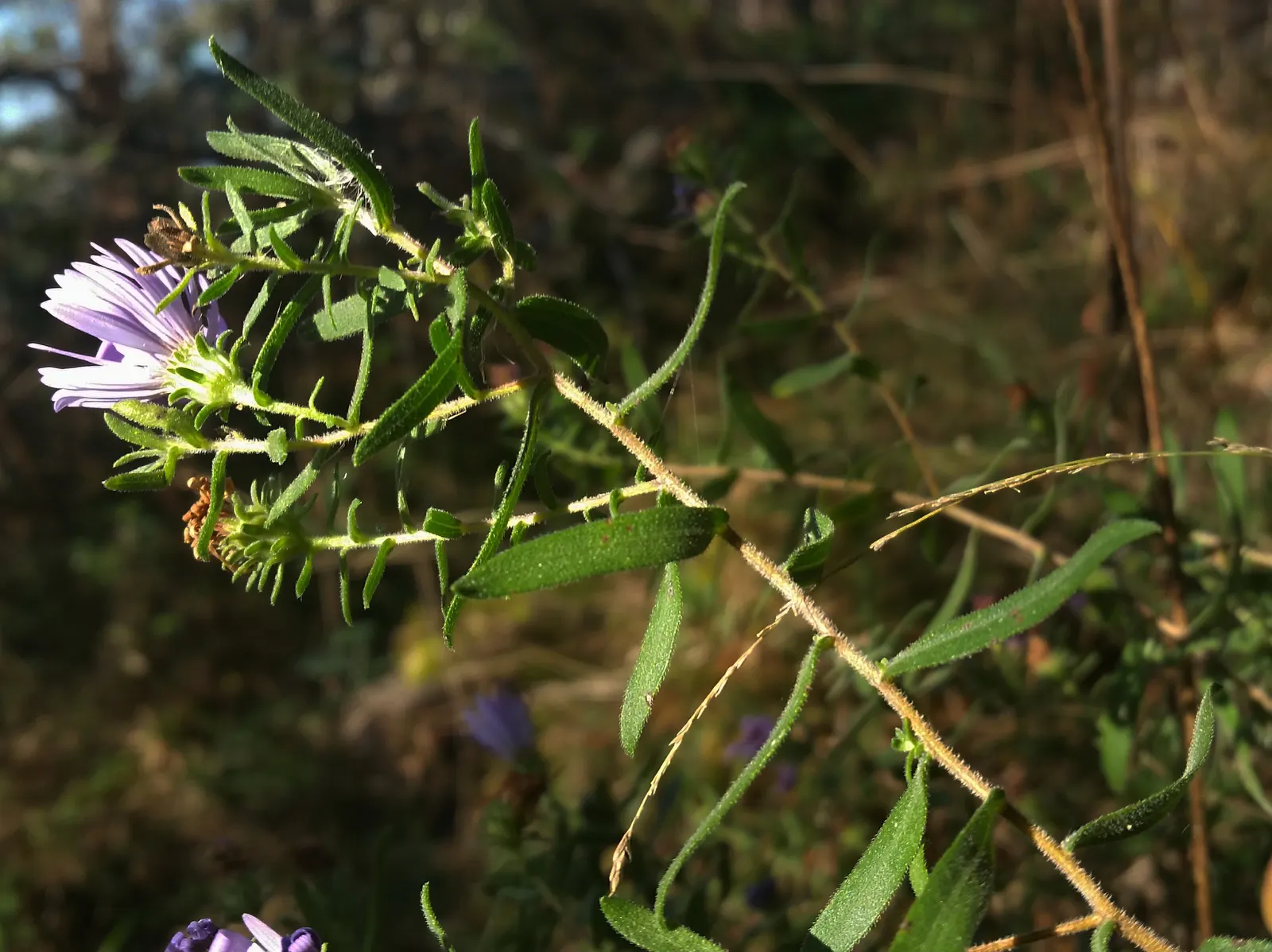 Aromatic Aster (Symphyotrichum Oblongifolium) — daisy-like purple blooms with yellow centers; the Aromatic Aster (Symphyotrichum oblongifolium) is a hardy