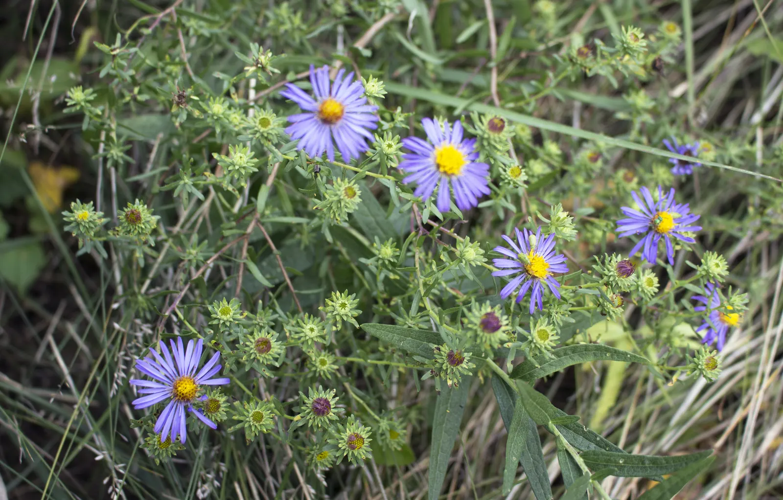 Aromatic Aster (Symphyotrichum Oblongifolium) — <br><br>These flowers emerge in late summer to fall