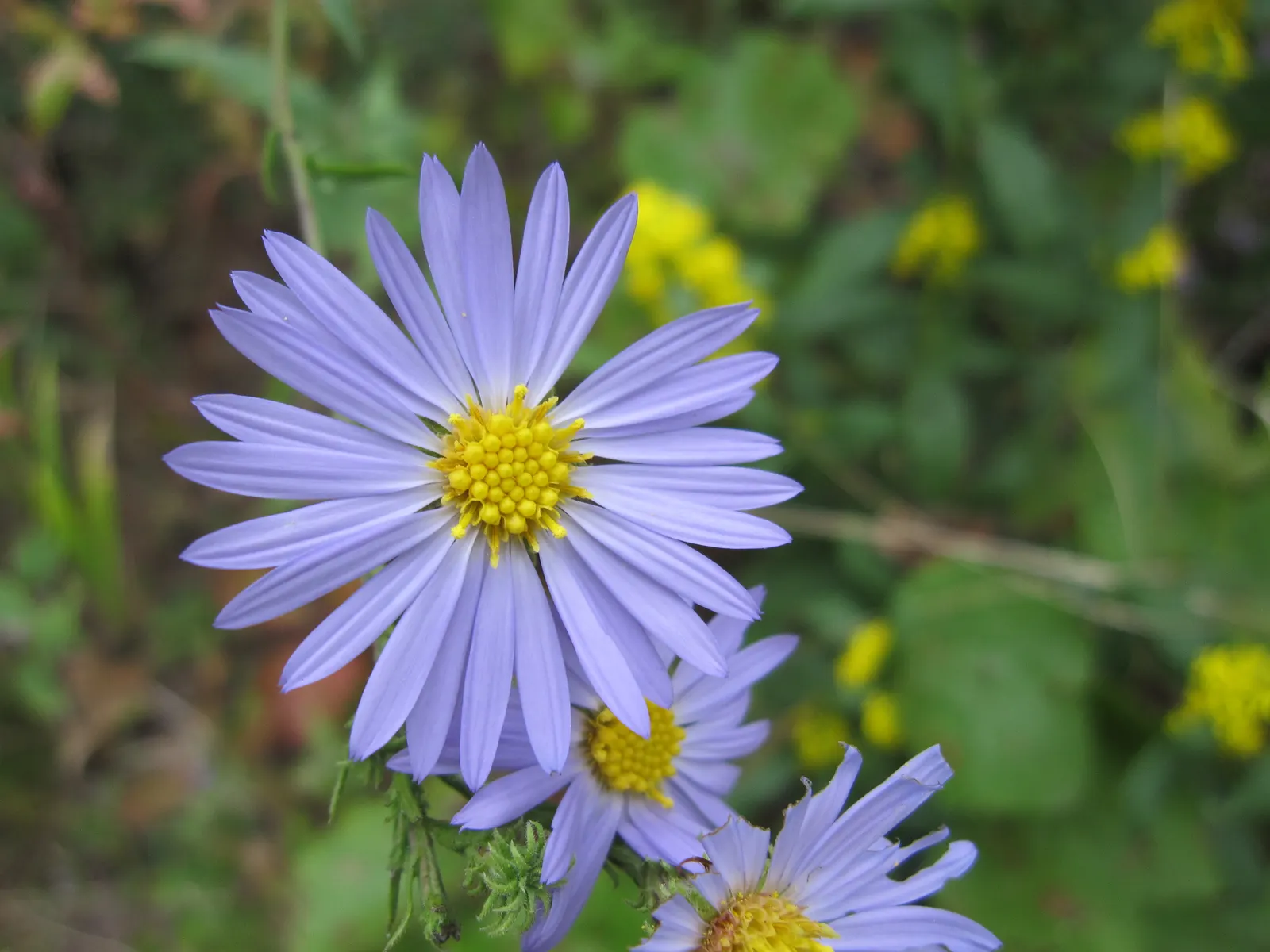 Aromatic Aster (Symphyotrichum Oblongifolium) — Its stems are clothed with small, oblong leaves that reach lengths of up to 2 inches