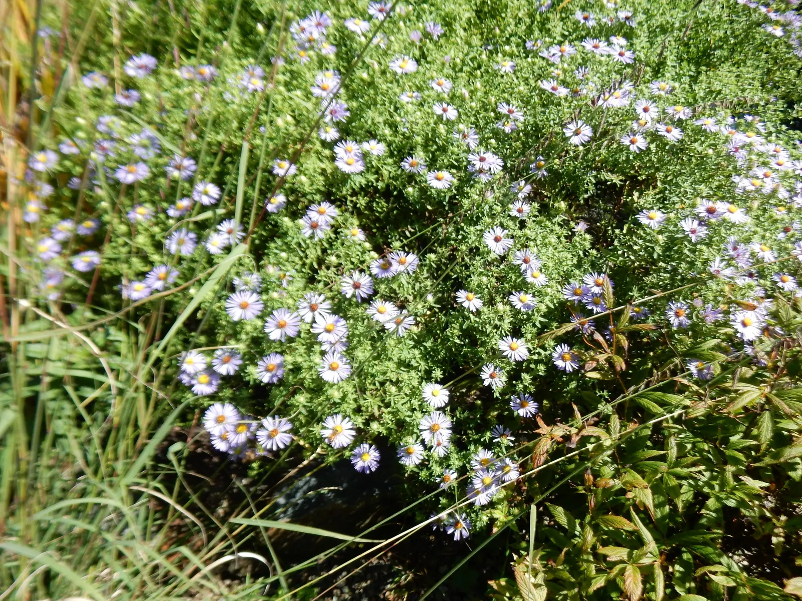 Aromatic Aster (Symphyotrichum Oblongifolium) — making it suitable for a wide range of climatic conditions; its stems are clothed with small, oblong leaves