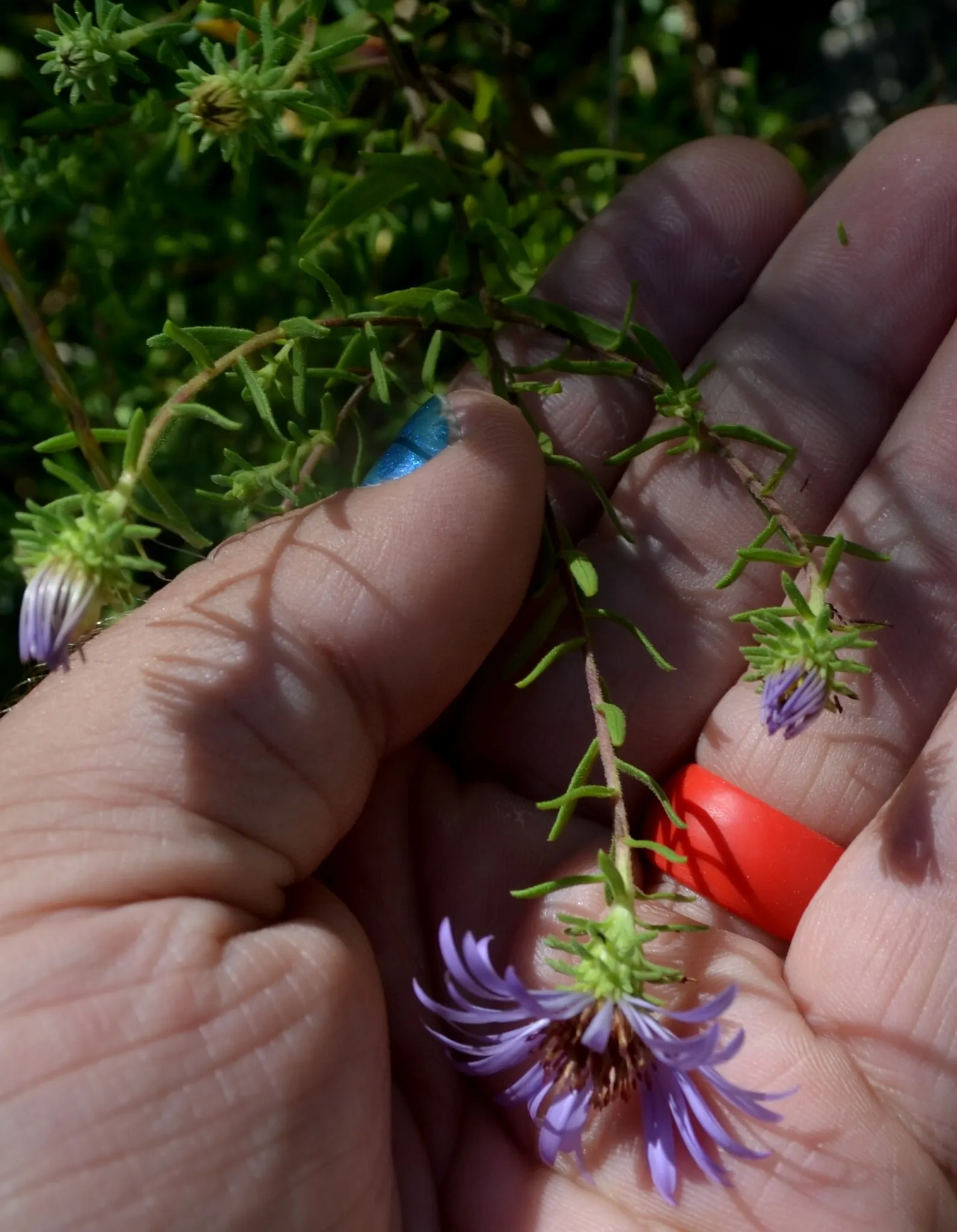 Aromatic Aster (Symphyotrichum Oblongifolium) — It features a compact, mounding shape, reaching 1-3 feet in height and width; its naturally compact form