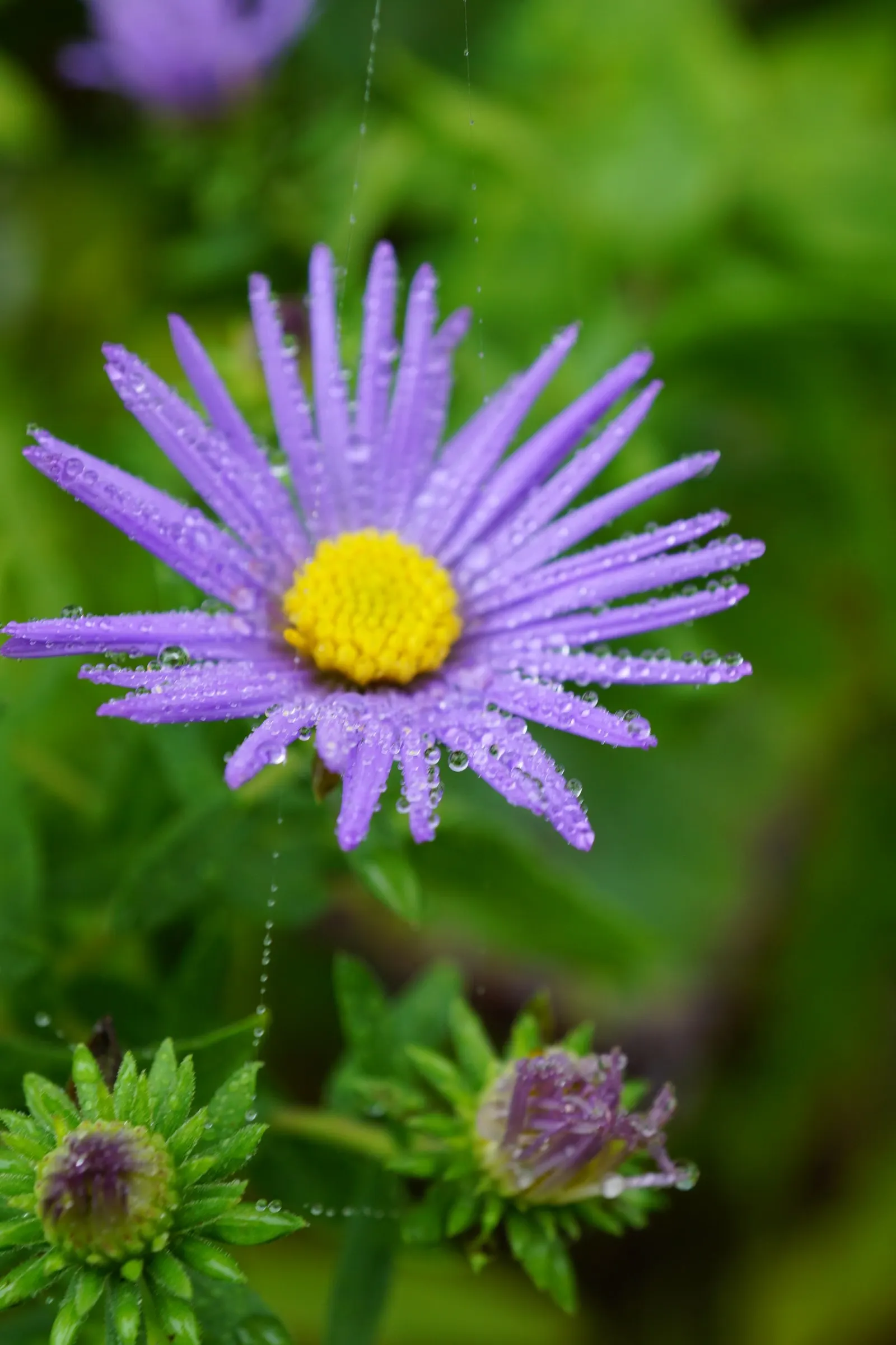 Aromatic Aster (Symphyotrichum Oblongifolium) — These foliage clusters create a dense canopy