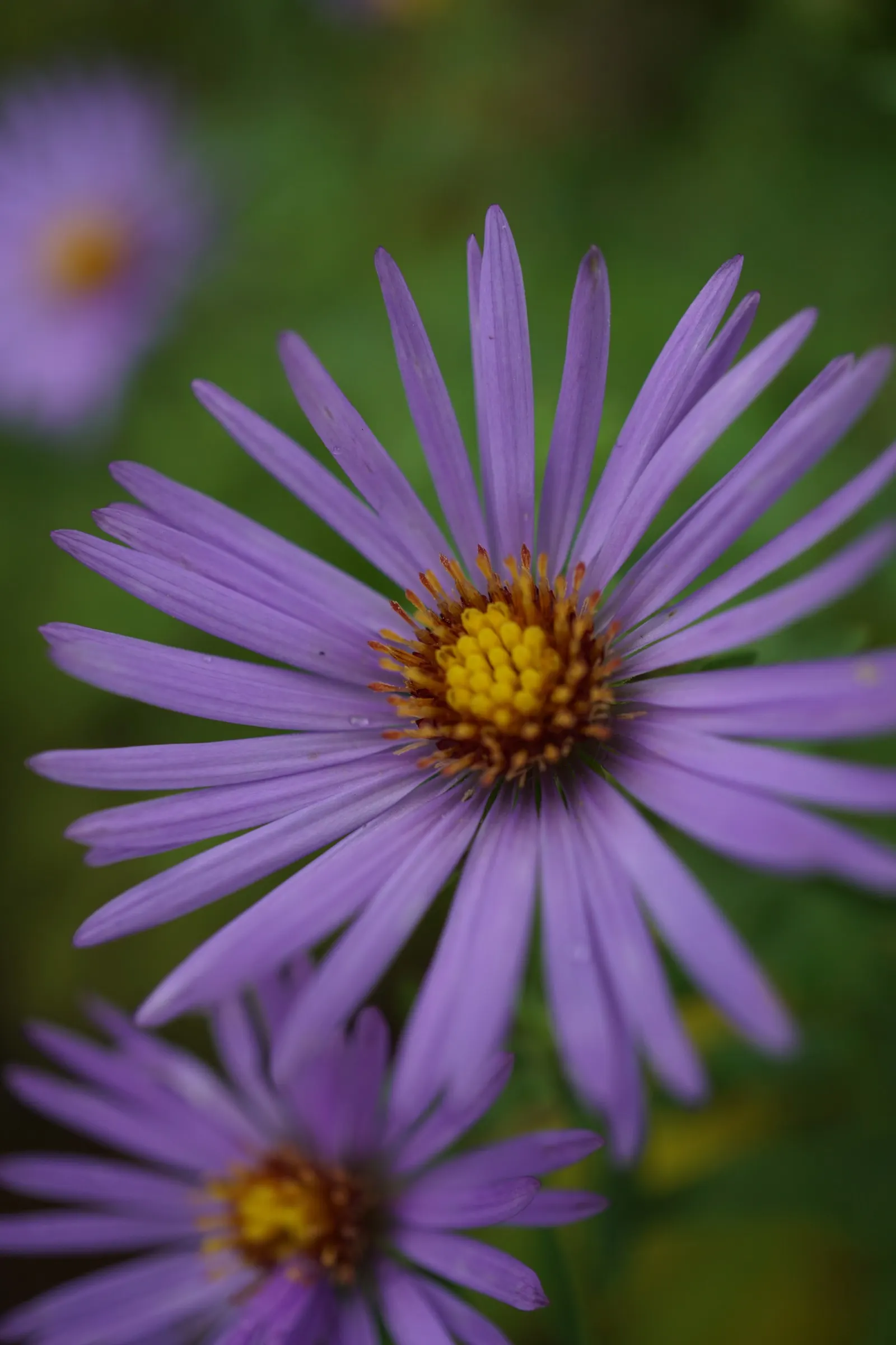 Aromatic Aster (Symphyotrichum Oblongifolium) — the Aromatic Aster possesses a bushy