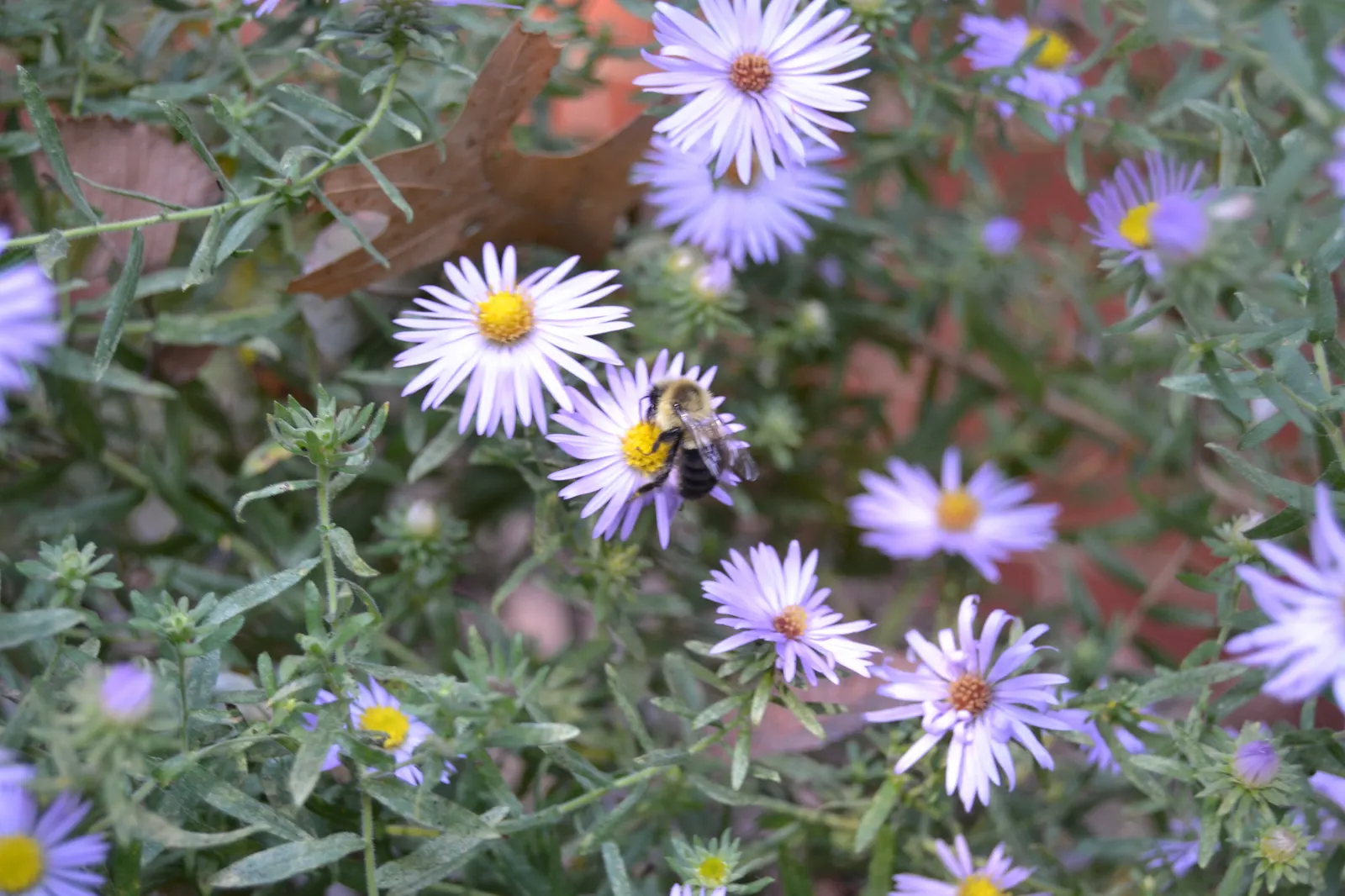 Aromatic Aster (Symphyotrichum Oblongifolium) — the Aromatic Aster provides a stunning late-season display from late summer to frost; this sun-loving aster