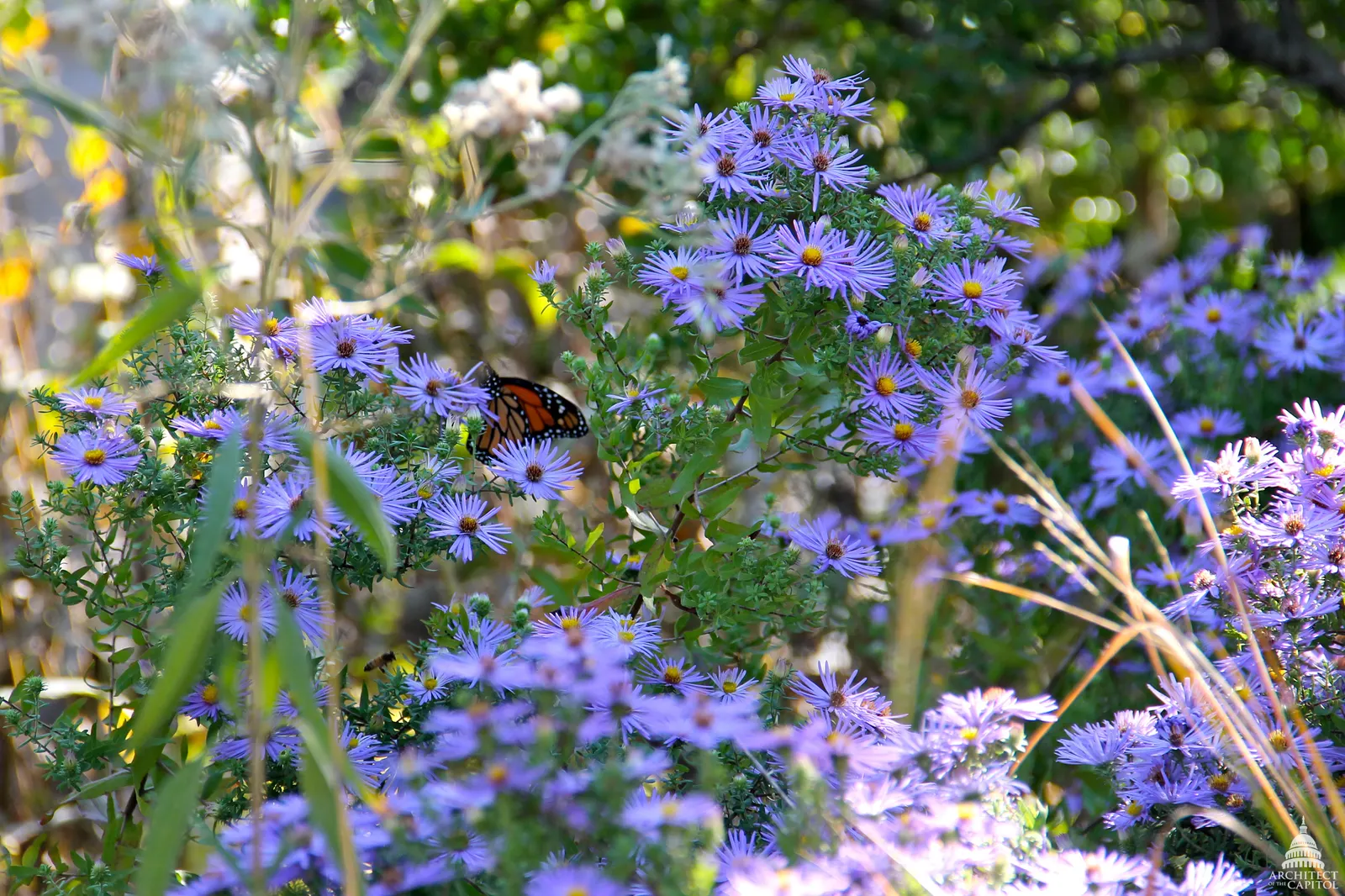 Aromatic Aster (Symphyotrichum Oblongifolium) — making it suitable for a wide range of climatic conditions