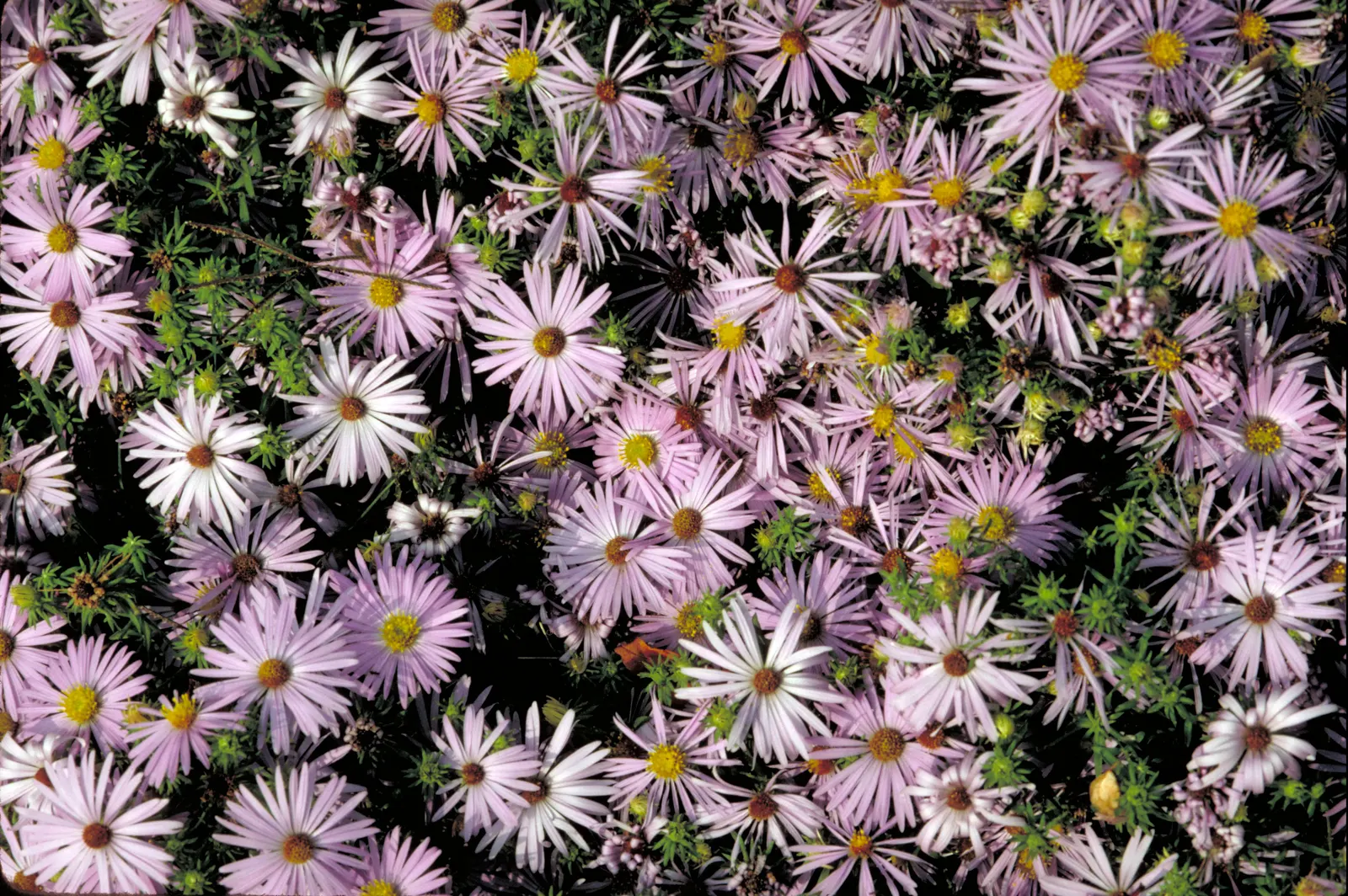 Aromatic Aster (Symphyotrichum Oblongifolium) — It features a compact, mounding shape, reaching 1-3 feet in height and width