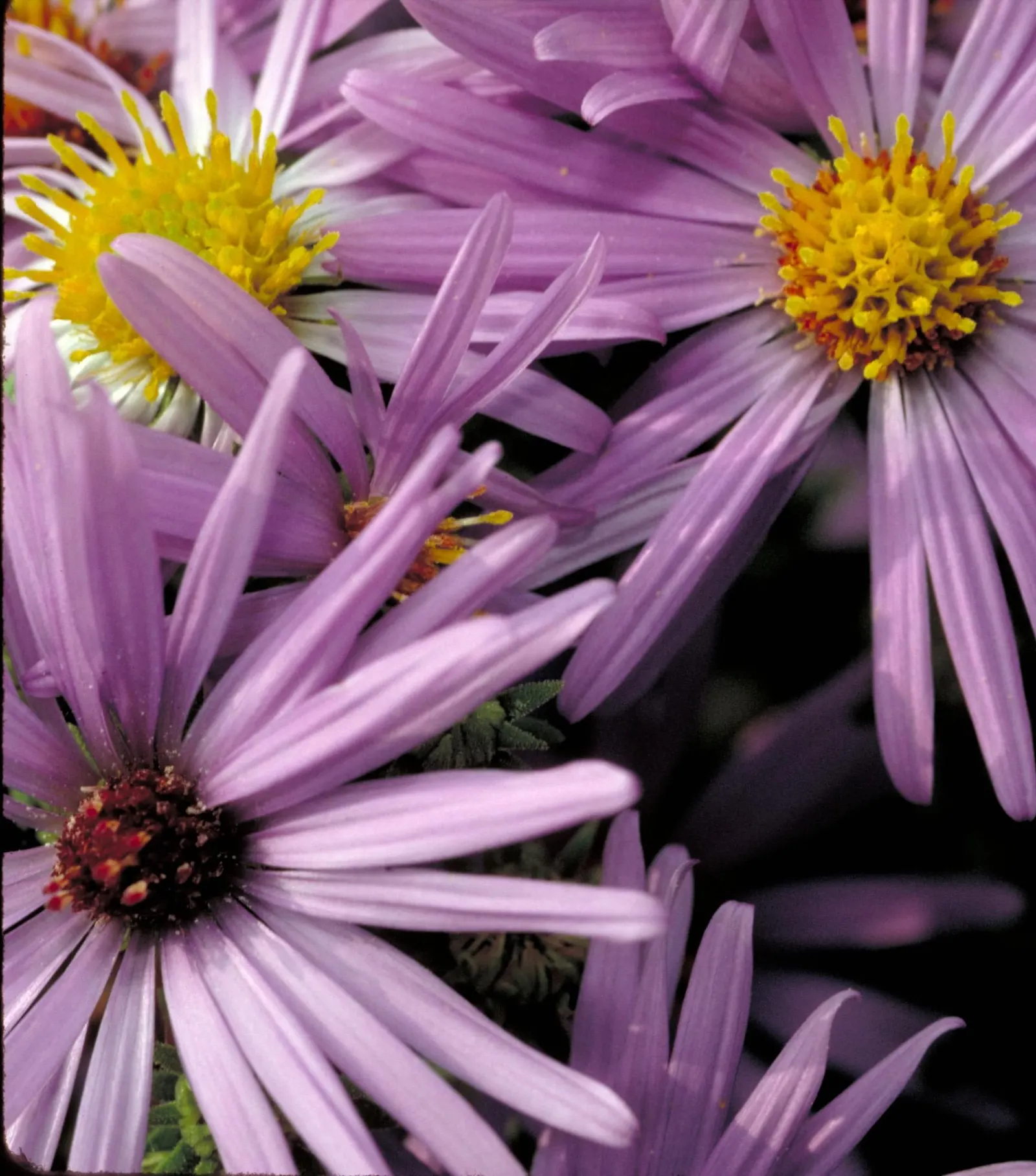 Aromatic Aster (Symphyotrichum Oblongifolium) — Its fragrant foliage attracts pollinators while resisting deer