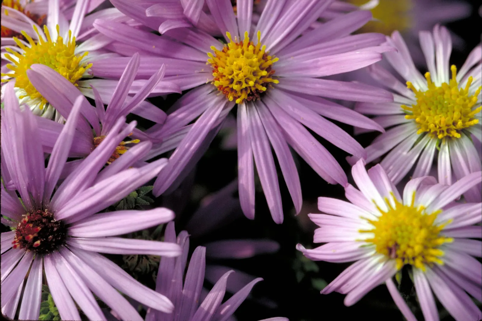 Aromatic Aster (Symphyotrichum Oblongifolium) — this sun-loving aster thrives in USDA Hardiness Zones 3 to 8