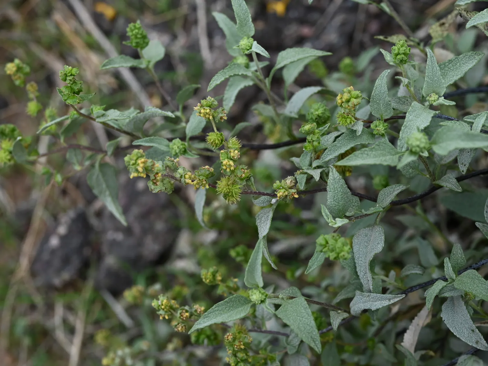 Triangleleaf Bursage (Ambrosia Deltoidea) — Triangleleaf Bursage (Ambrosia deltoidea) is a hardy desert shrub, thriving in USDA zones 8-11