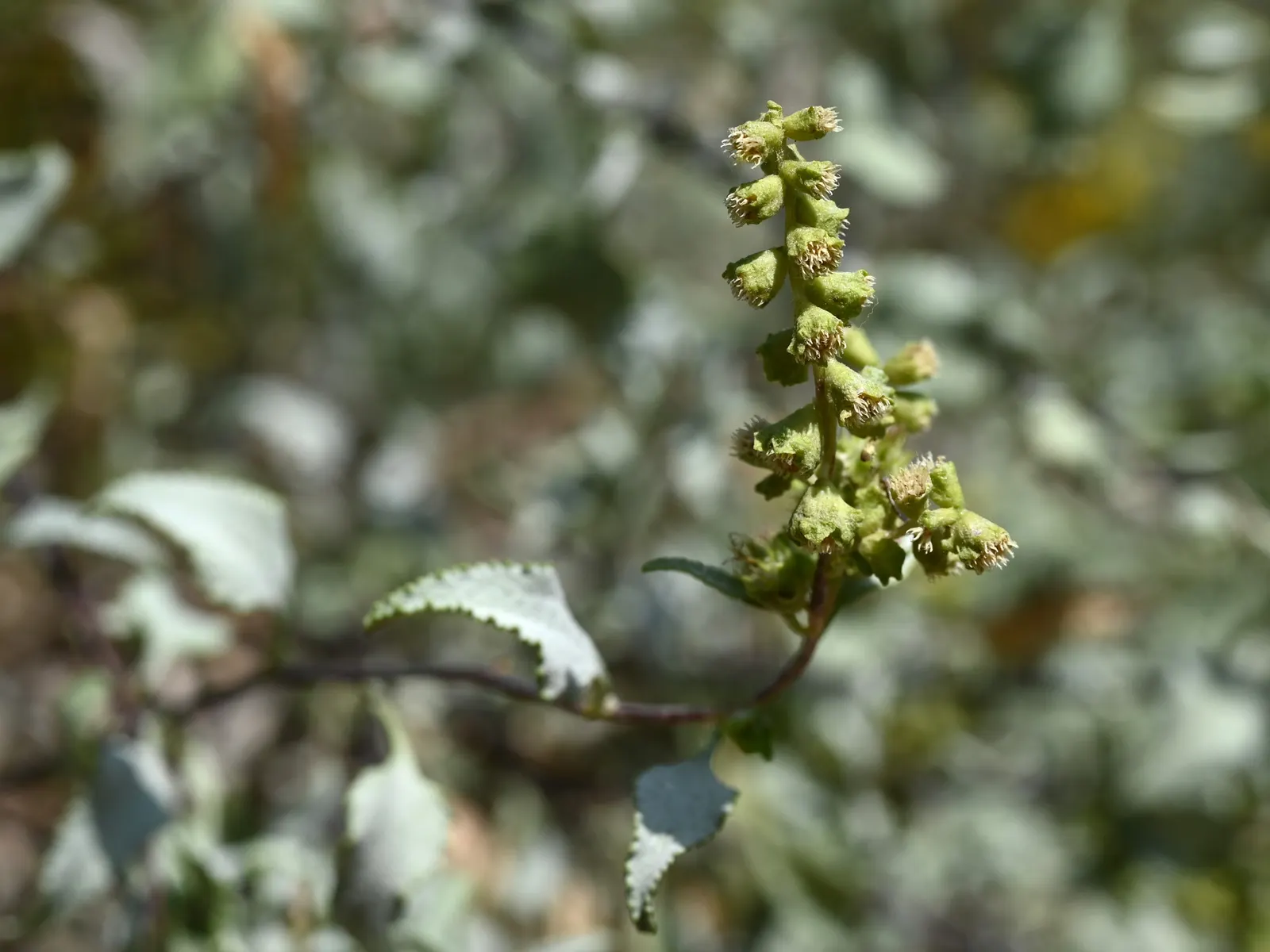 Triangleleaf Bursage (Ambrosia Deltoidea) — reaching 2-3 feet in height and spreading up to 4 feet