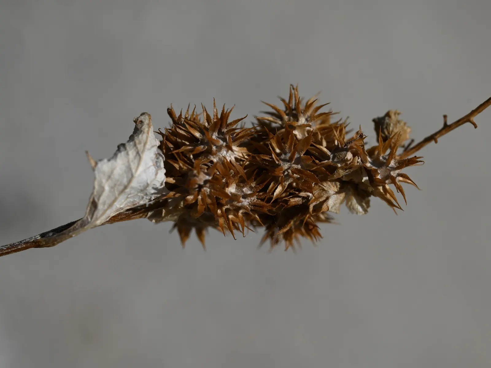 Triangleleaf Bursage (Ambrosia Deltoidea) — It features distinctive triangular-shaped