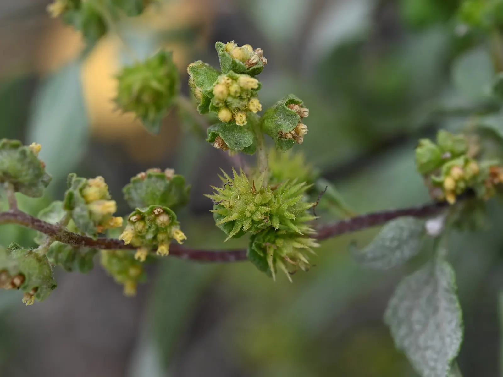 Triangleleaf Bursage (Ambrosia Deltoidea) — Triangleleaf bursage is well-suited to xeriscaping due to its drought tolerance