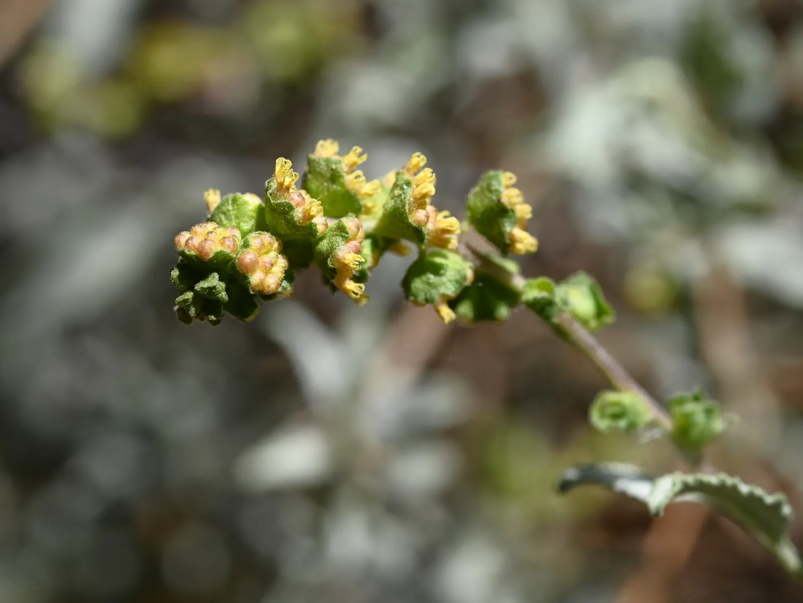 Triangleleaf Bursage (Ambrosia Deltoidea) — Its foliage is a silvery-gray color, providing a unique textural contrast in the landscape design
