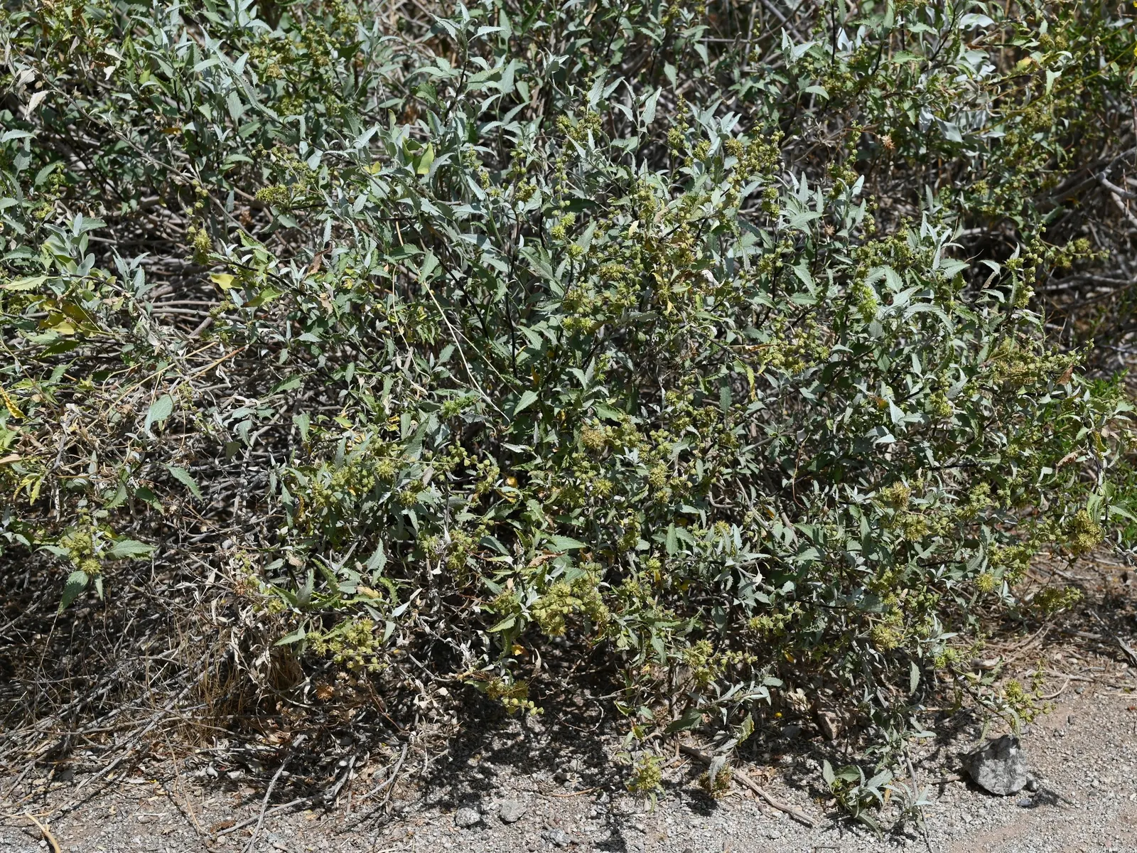 Triangleleaf Bursage (Ambrosia Deltoidea) — This low-maintenance plant prefers full sun and well-draining soil