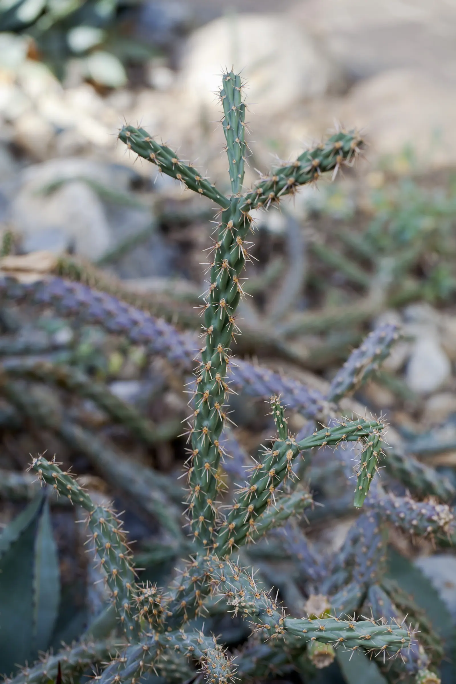 Triangleleaf Bursage (Ambrosia Deltoidea) — later turning into burs that may attach to passing wildlife for seed dispersal