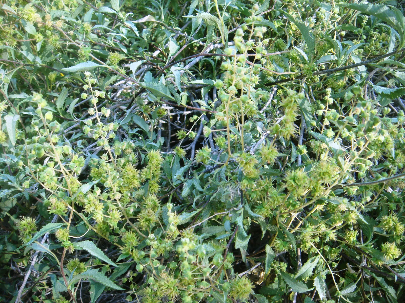 Triangleleaf Bursage (Ambrosia Deltoidea) — It thrives under full sun exposure and requires minimal water once established