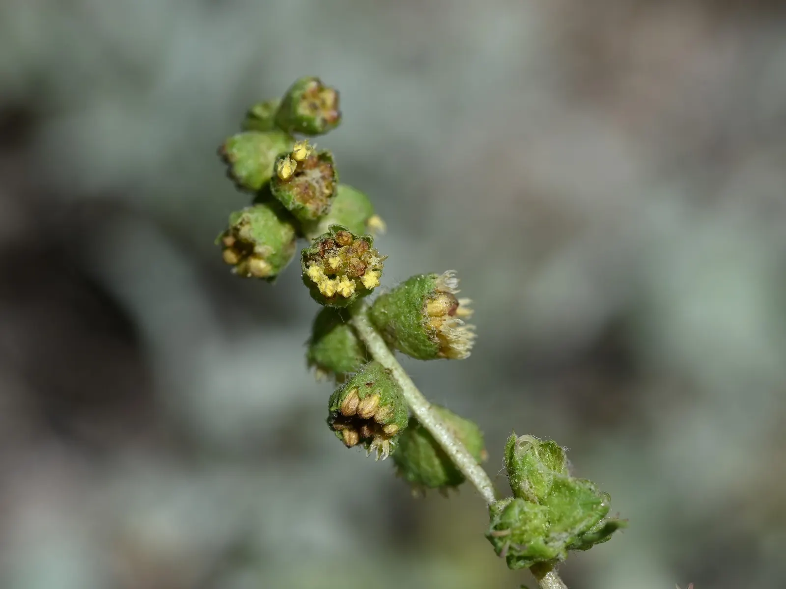 Triangleleaf Bursage (Ambrosia Deltoidea) — Given its low maintenance and ability to withstand extreme heat