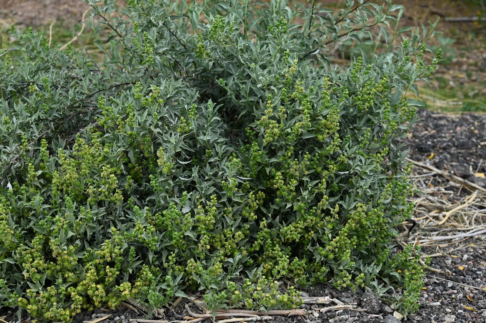 Triangleleaf Bursage (Ambrosia Deltoidea) — Small, inconspicuous flowers bloom in spring, contributing to its alluring, textural landscape presence