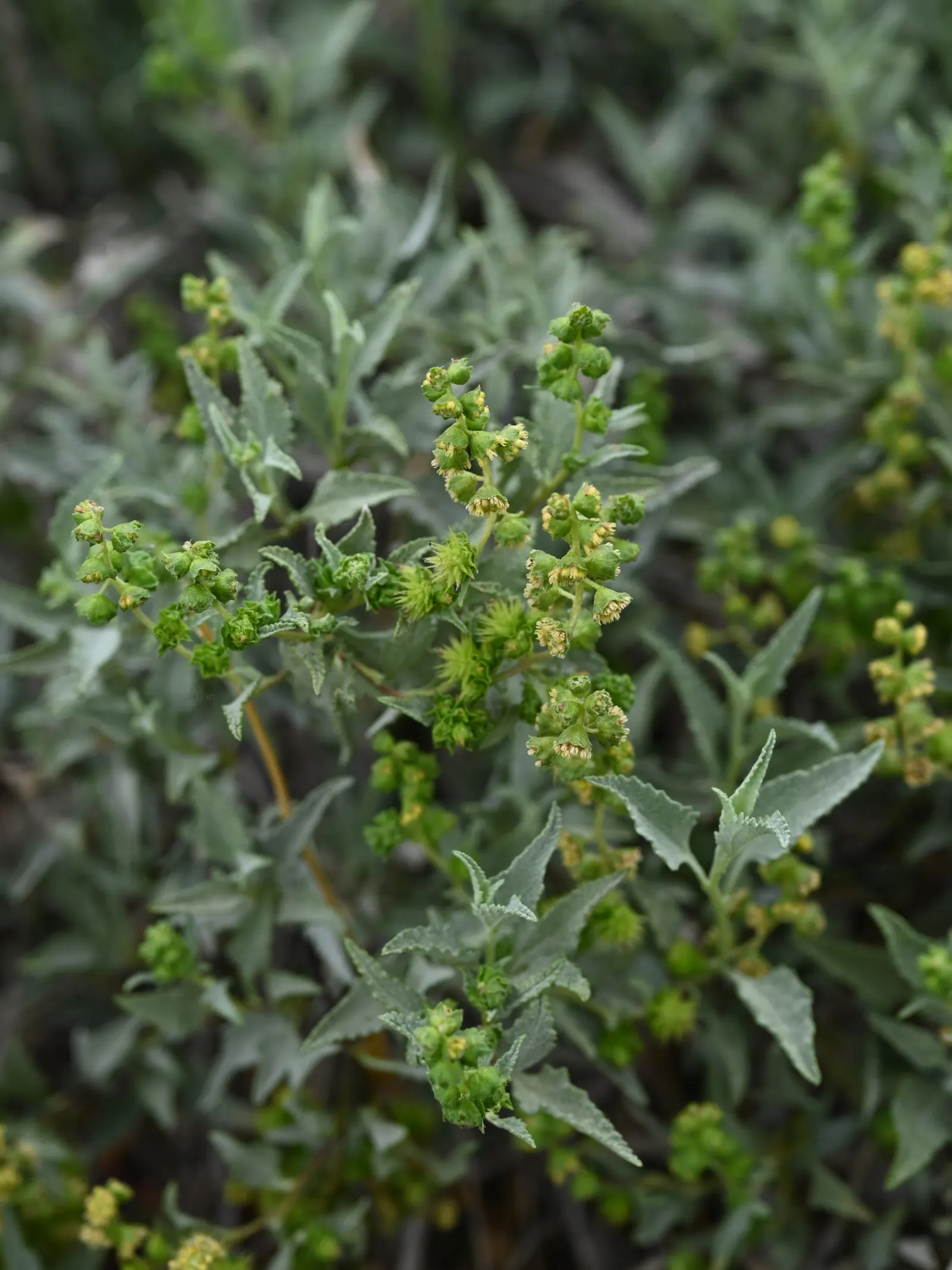 Triangleleaf Bursage (Ambrosia Deltoidea) — This plant features a distinctive triangular leaf shape from which it derives its common name