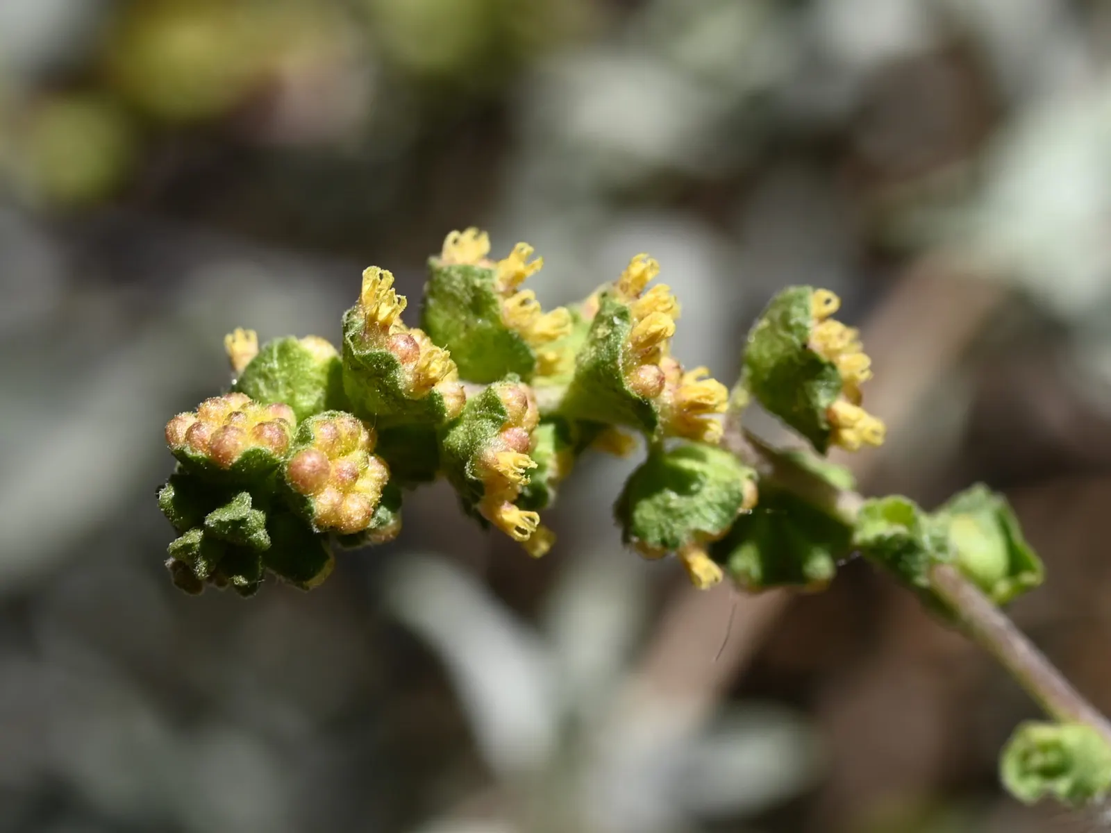 Triangleleaf Bursage (Ambrosia Deltoidea) — The leaves typically measure around 1-2 inches in length