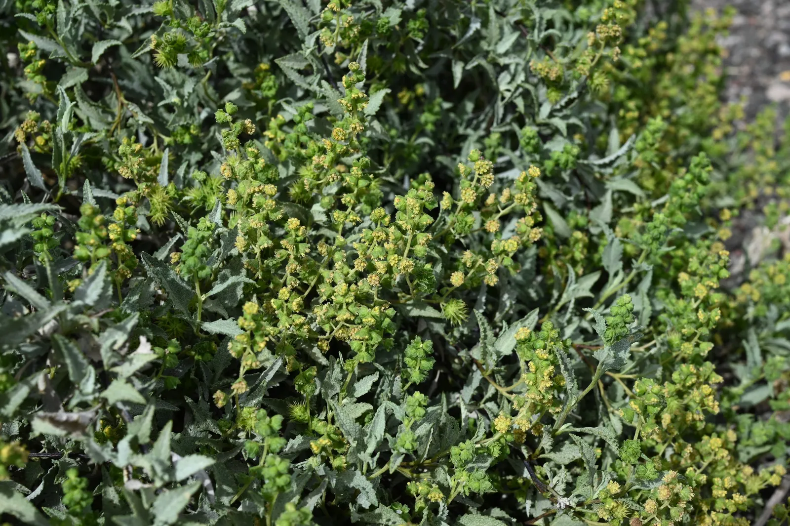 Triangleleaf Bursage (Ambrosia Deltoidea) — scientifically known as Ambrosia deltoidea