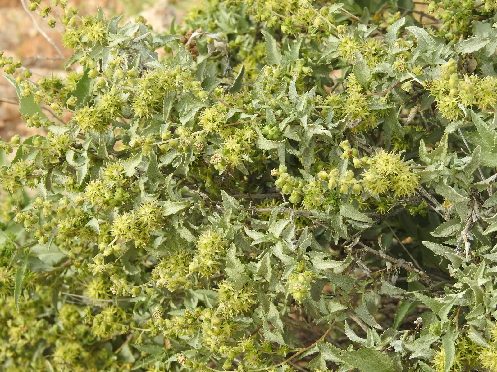 Triangleleaf Bursage (Ambrosia Deltoidea) — inconspicuous flowers that are generally wind-pollinated