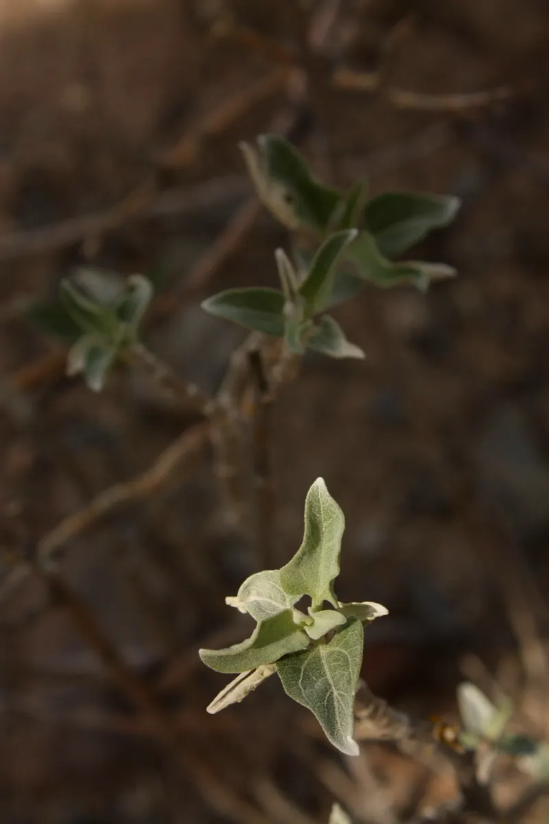 Triangleleaf Bursage (Ambrosia Deltoidea) — it prefers well-drained soils and is capable of handling poor soil conditions
