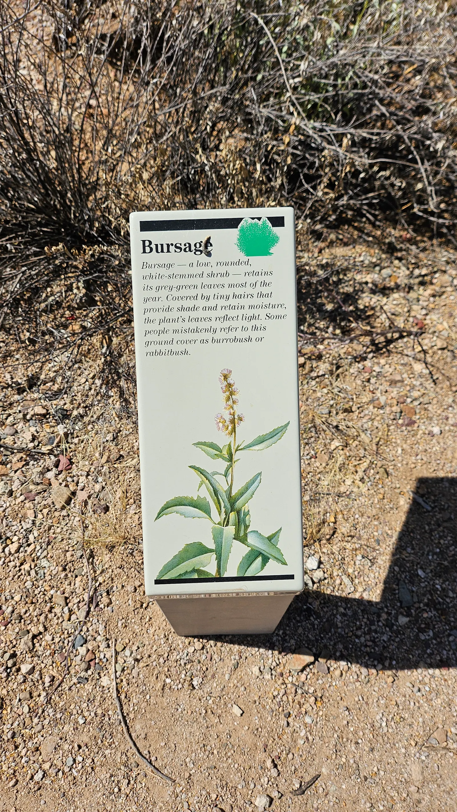 Triangleleaf Bursage (Ambrosia Deltoidea) — making it an excellent choice for water-wise gardens