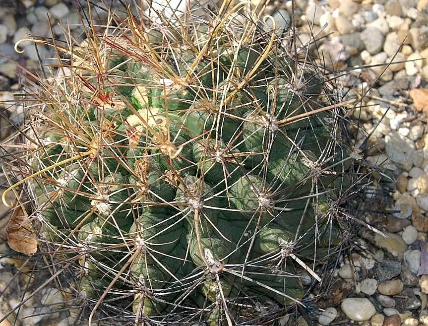 Fishhook Barrel Cactus (Ferocactus Wislizeni) — Plant it in native soil or a cactus mix to support proper root health