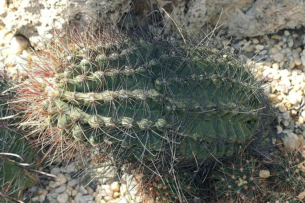 Fishhook Barrel Cactus (Ferocactus Wislizeni) — However, handling should be done carefully due to the hooked spines