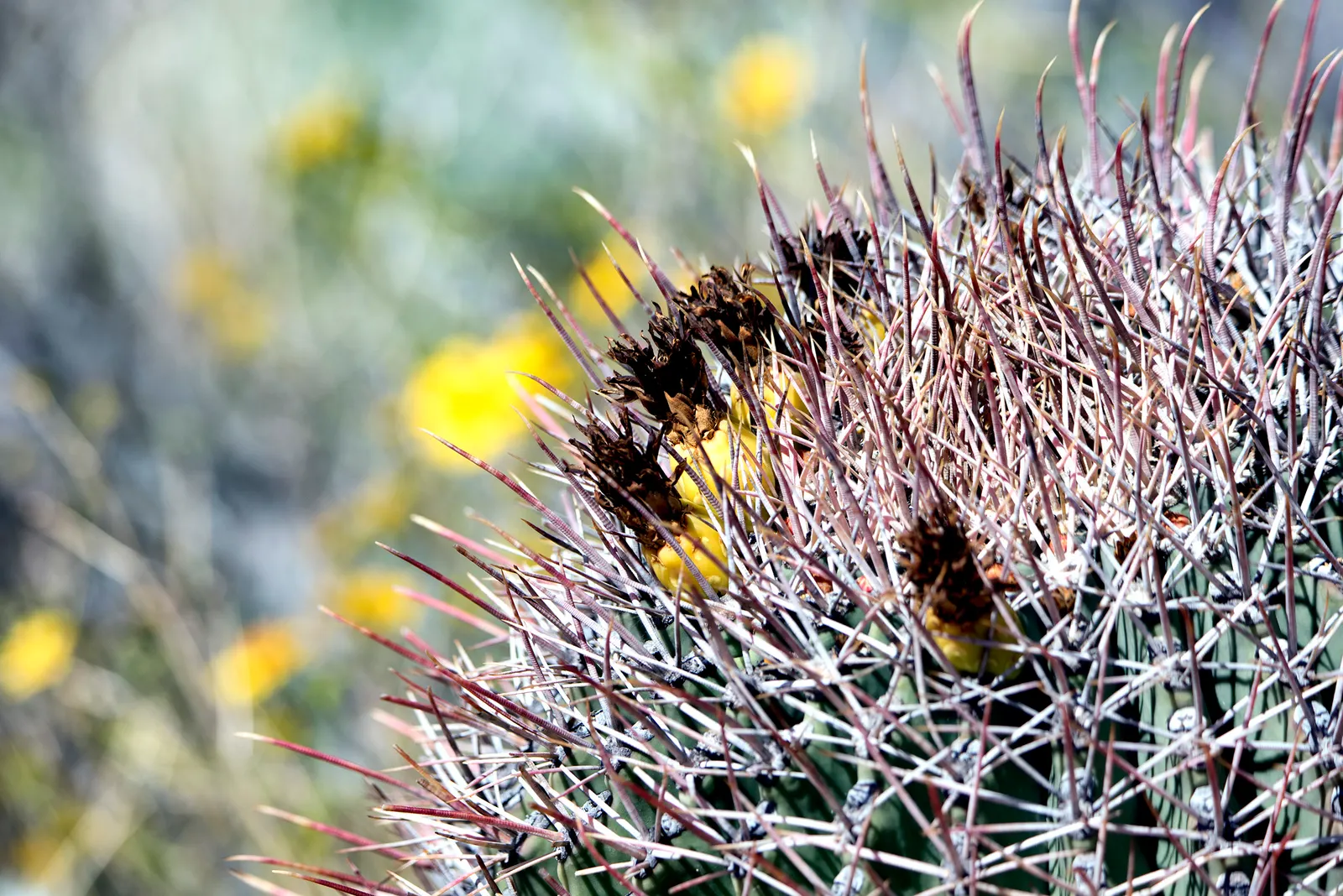 Fishhook Barrel Cactus (Ferocactus Wislizeni) — It thrives in USDA hardiness zones 9 to 11