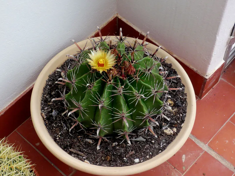 Fishhook Barrel Cactus (Ferocactus Wislizeni) — cactus for full