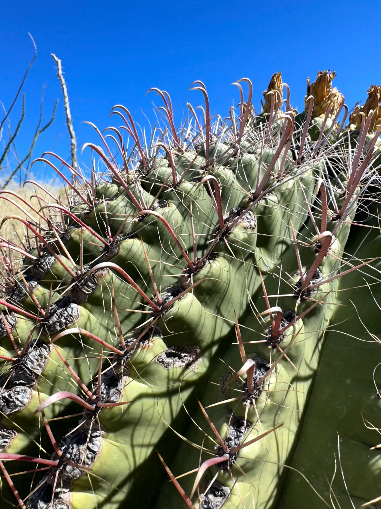 Fishhook Barrel Cactus (Ferocactus Wislizeni) — The blooms are followd by yellow