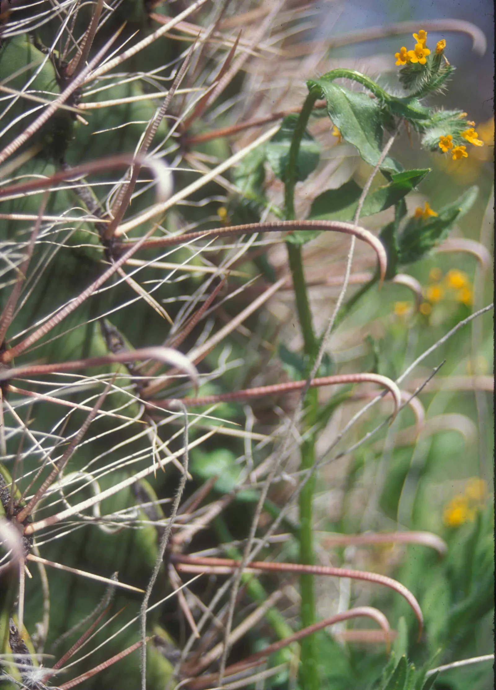 Fishhook Barrel Cactus (Ferocactus Wislizeni) — providing additional visual interest to the plant profile.<br><br>When integrating into your landscape