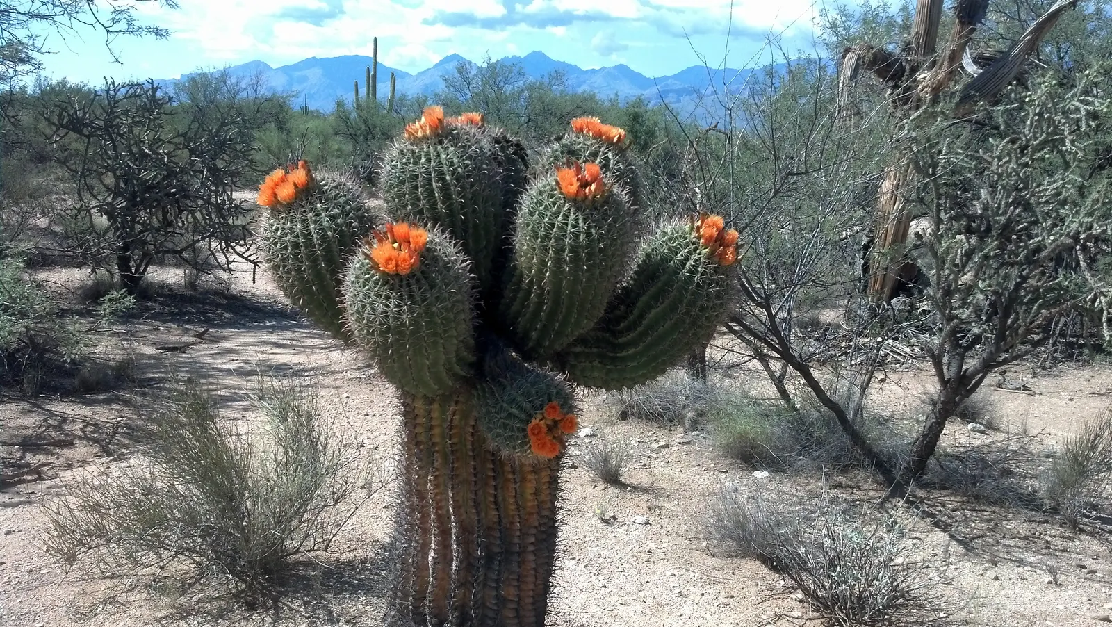 Fishhook Barrel Cactus (Ferocactus Wislizeni) — The Fishhook Barrel Cactus (Ferocactus wislizeni); the blooms are followd by yellow