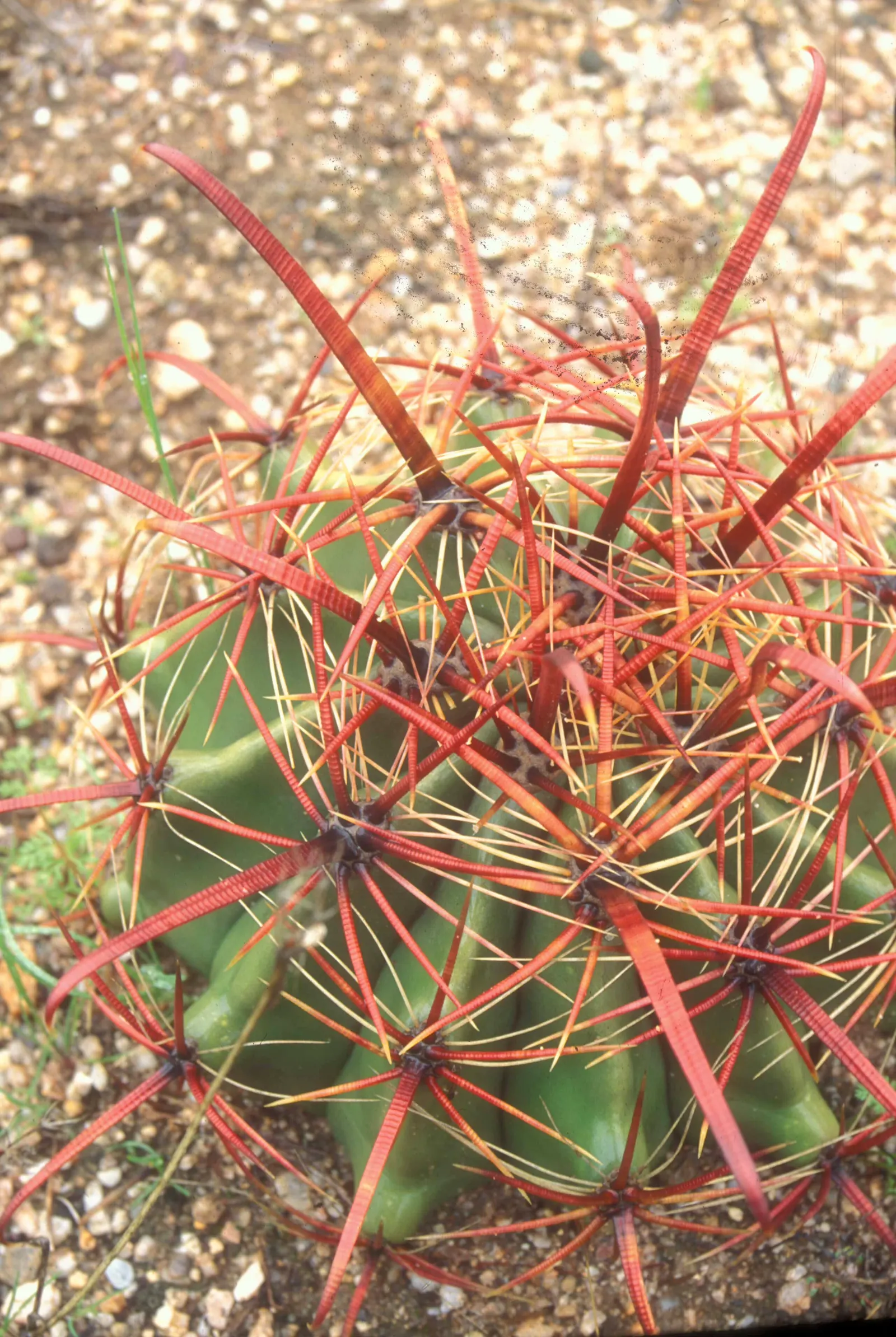 Fishhook Barrel Cactus (Ferocactus Wislizeni) — This slow-growing desert native exhibits a cylindrical form with ribbed