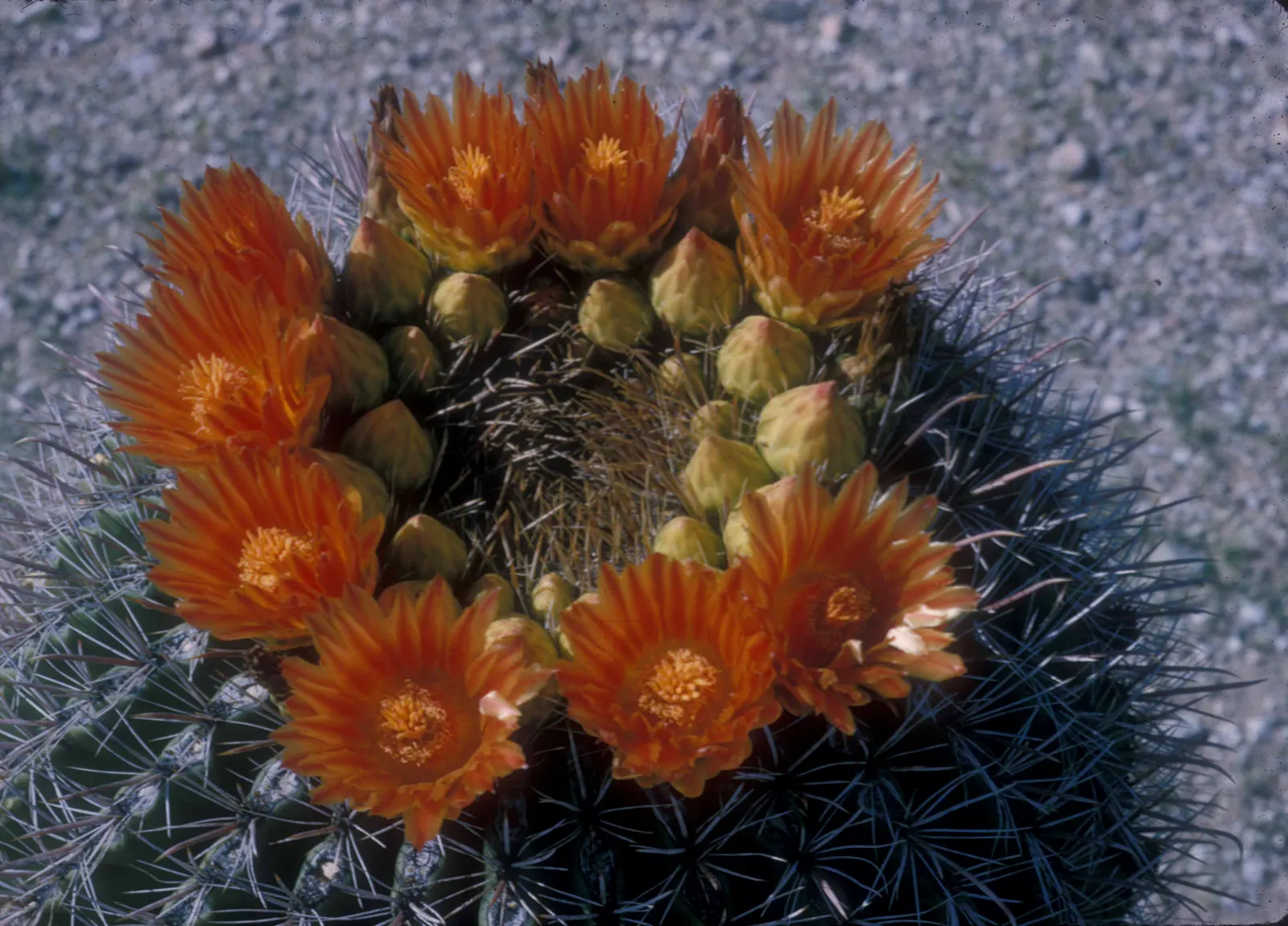 Fishhook Barrel Cactus (Ferocactus Wislizeni) — presents a unique and robust aesthetic for any arid landscape design