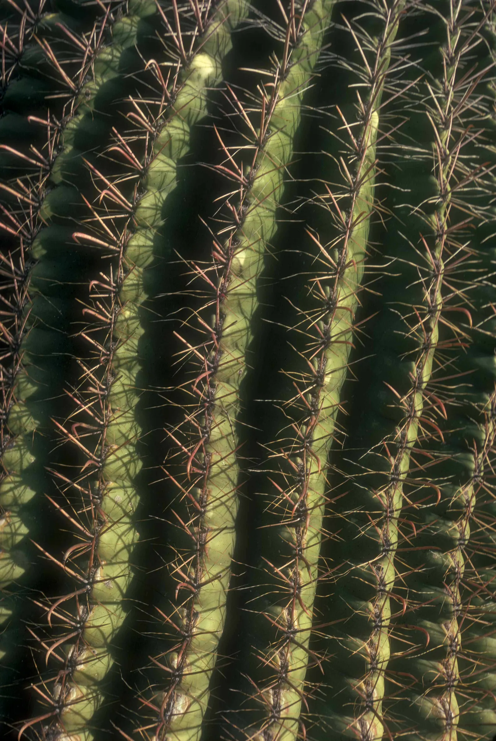 Fishhook Barrel Cactus (Ferocactus Wislizeni) — This cylindrical cactus grows slowly; eventually reaching up to 2 to 6 feet in height and 18 to 30 inches in