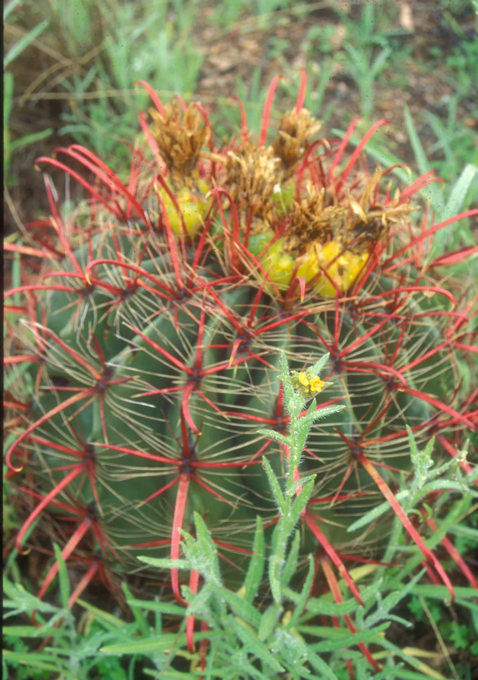 Fishhook Barrel Cactus (Ferocactus Wislizeni) — consider its natural habitat; the Fishhook Barrel requires full sun and excellent drainage