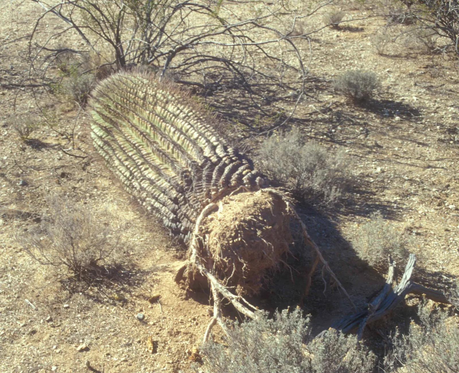 Fishhook Barrel Cactus (Ferocactus Wislizeni) — The Fishhook Barrel Cactus (Ferocactus wislizeni)