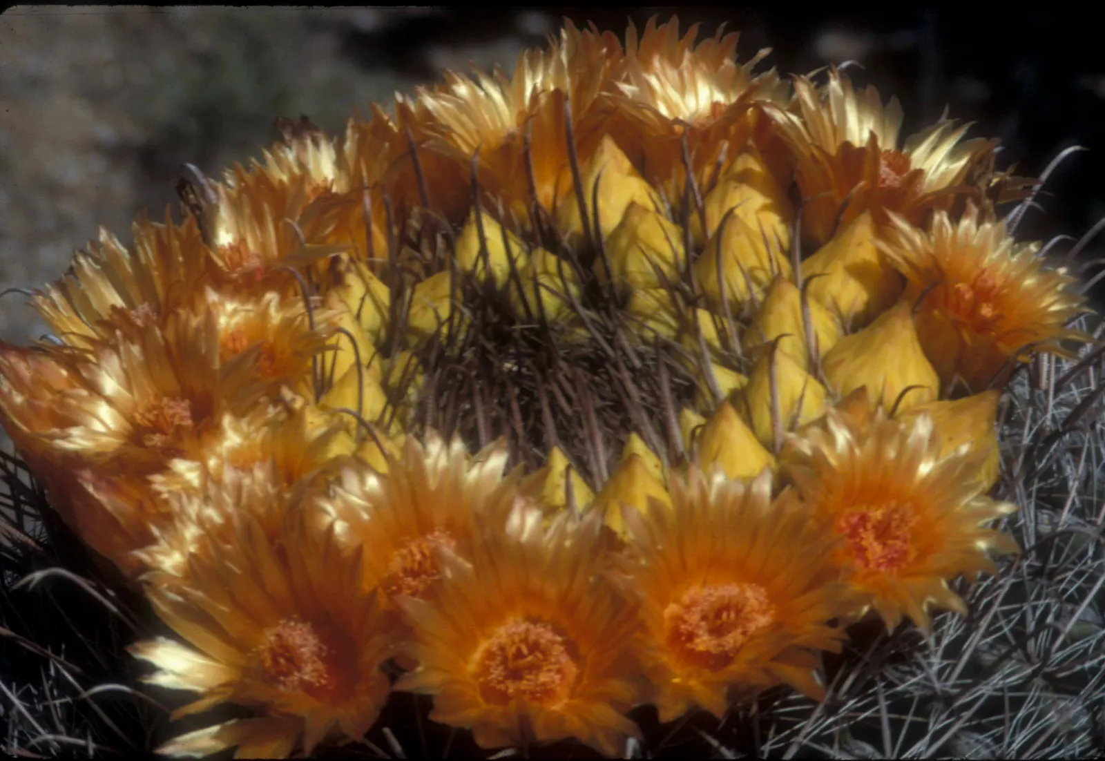 Fishhook Barrel Cactus (Ferocactus Wislizeni) — The Fishhook Barrel Cactus, Ferocactus wislizeni, thrives in arid environments; green flesh and bright yellow