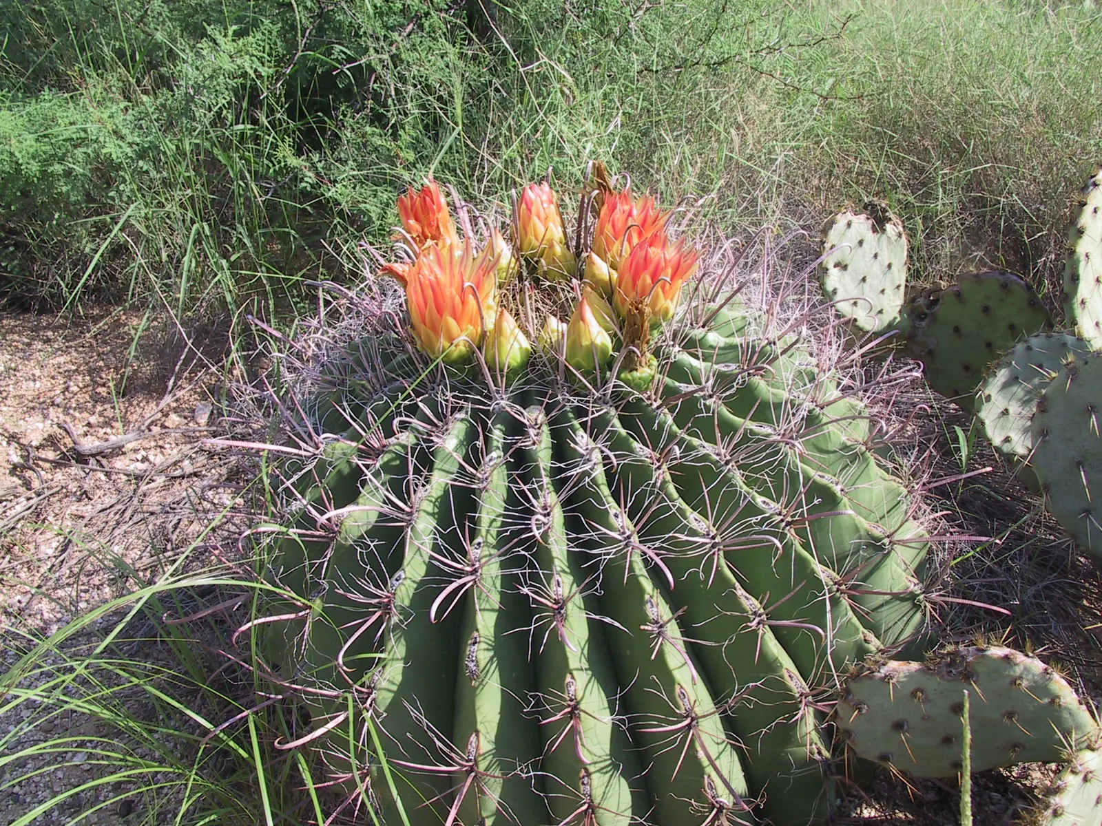 Fishhook Barrel Cactus (Ferocactus Wislizeni) — numbering typically around 21