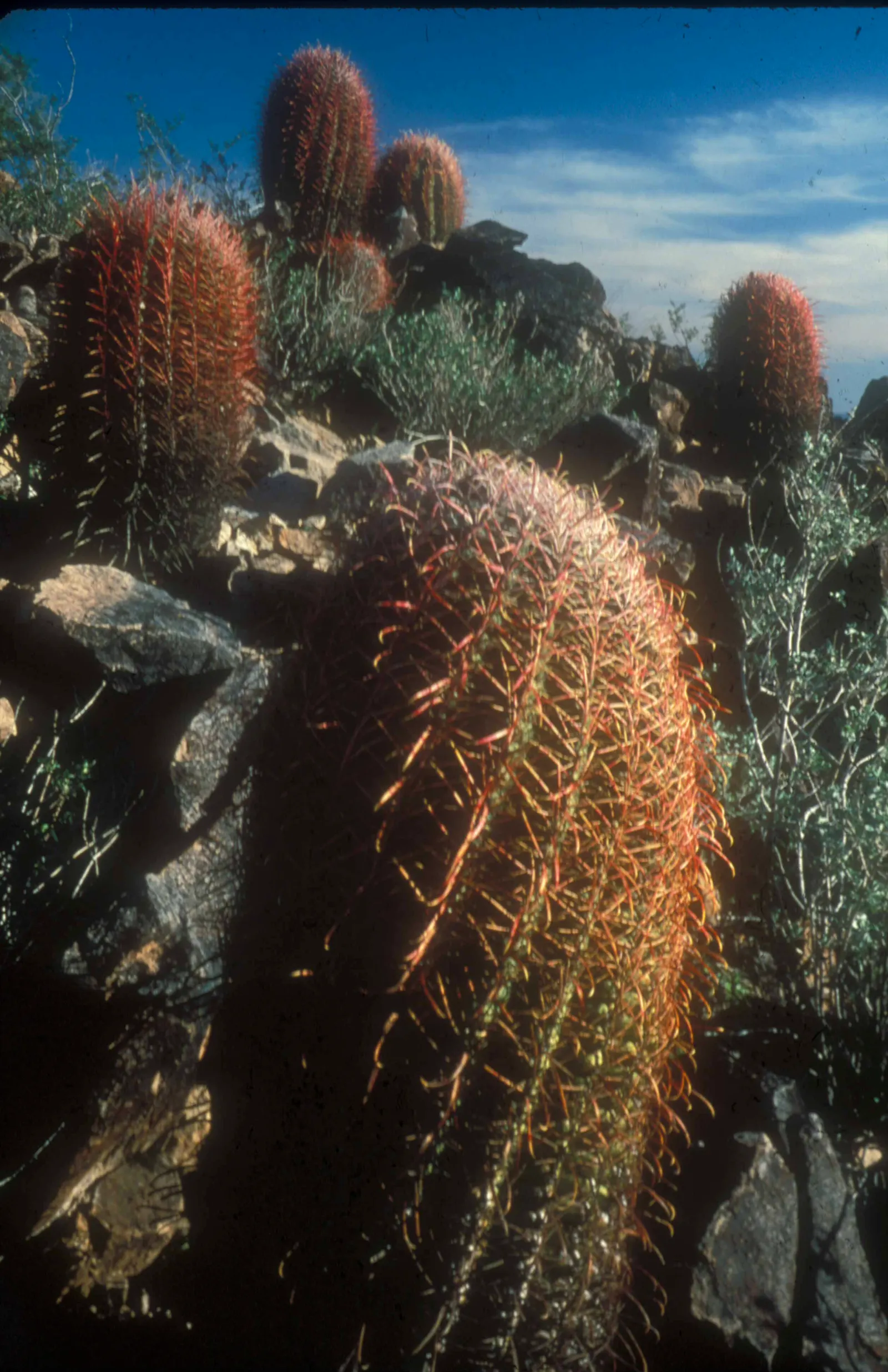 Fishhook Barrel Cactus (Ferocactus Wislizeni) — adding a vibrant splash atop its crown