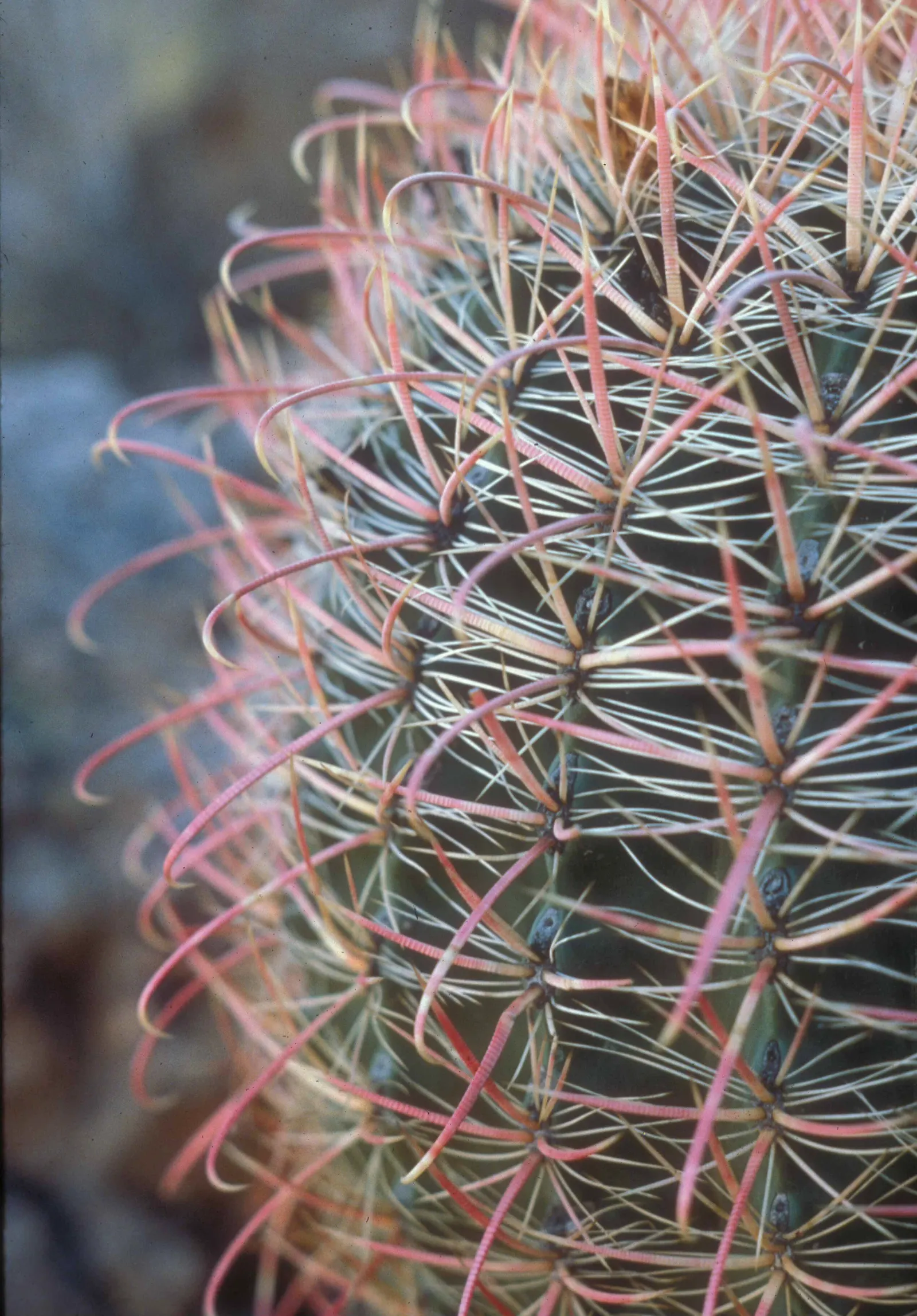 Fishhook Barrel Cactus (Ferocactus Wislizeni) — an iconic species of the North American deserts; it requires minimal watering and care