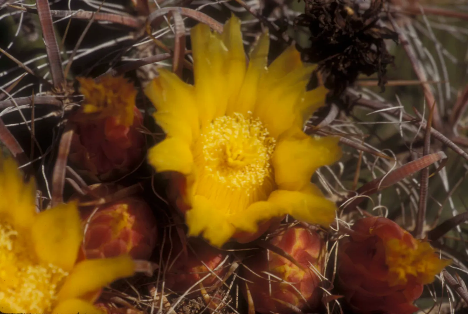Fishhook Barrel Cactus (Ferocactus Wislizeni) — red flowers in the garden