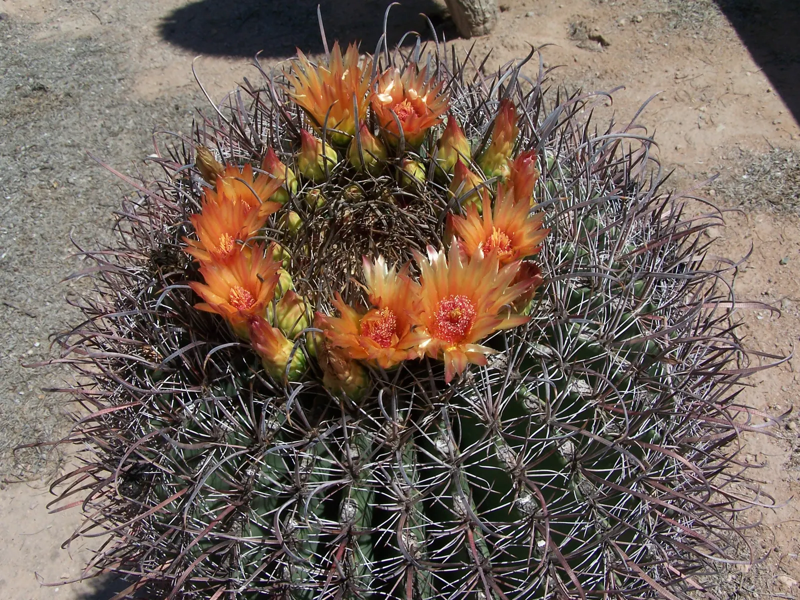 Fishhook Barrel Cactus (Ferocactus Wislizeni) — With its low water requirements