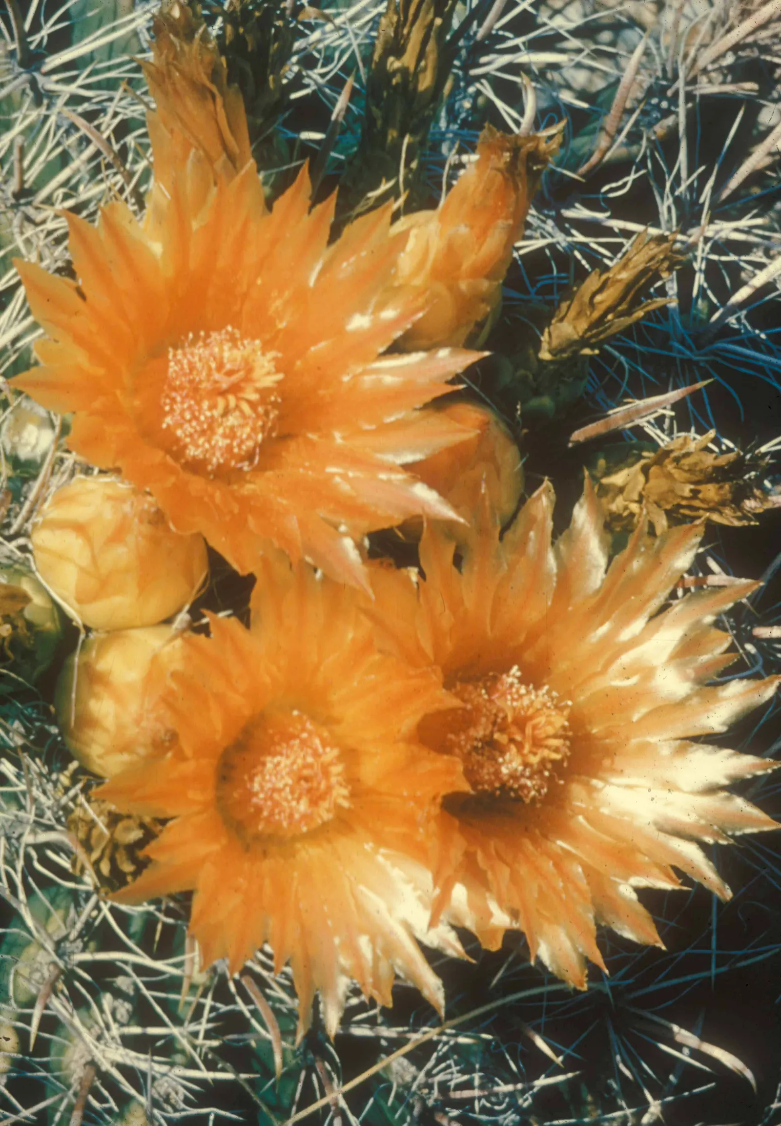 Fishhook Barrel Cactus (Ferocactus Wislizeni) — This slow-growing desert native exhibits a cylindrical form with ribbed; it thrives in USDA hardiness zones 9