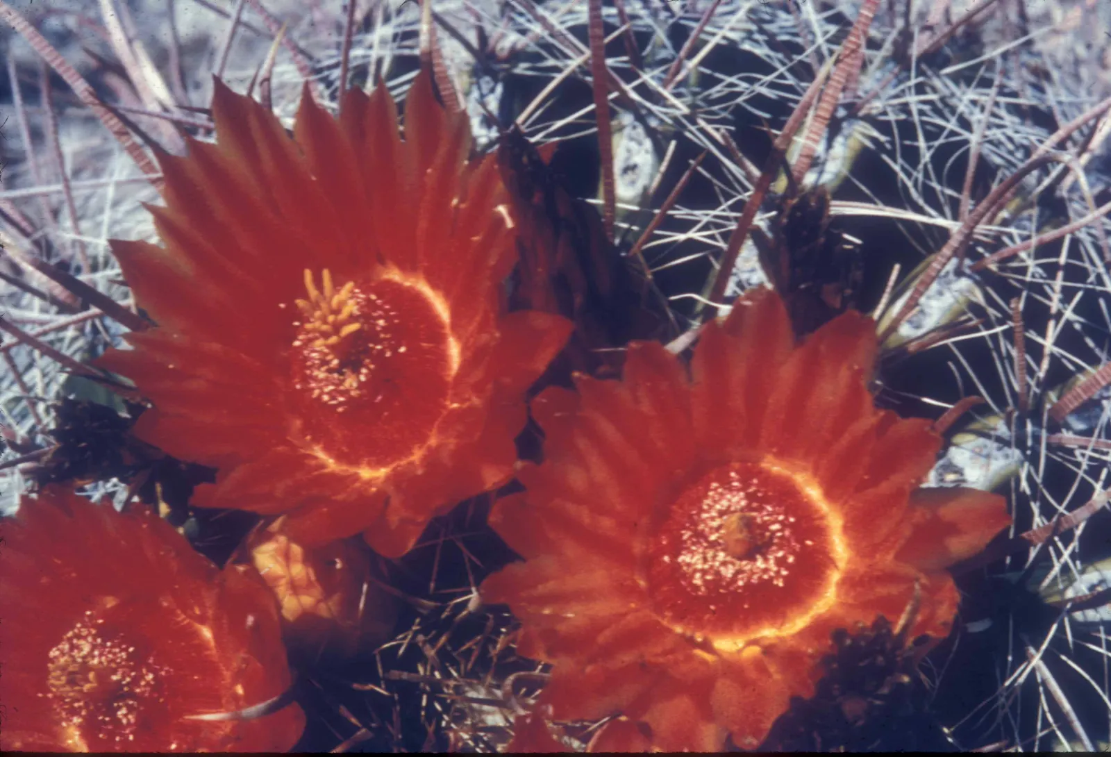Fishhook Barrel Cactus (Ferocactus Wislizeni) — cactus with red blooms