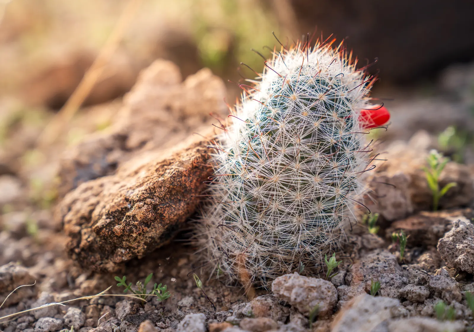 Fishhook Barrel Cactus (Ferocactus Wislizeni) — This cylindrical cactus grows slowly